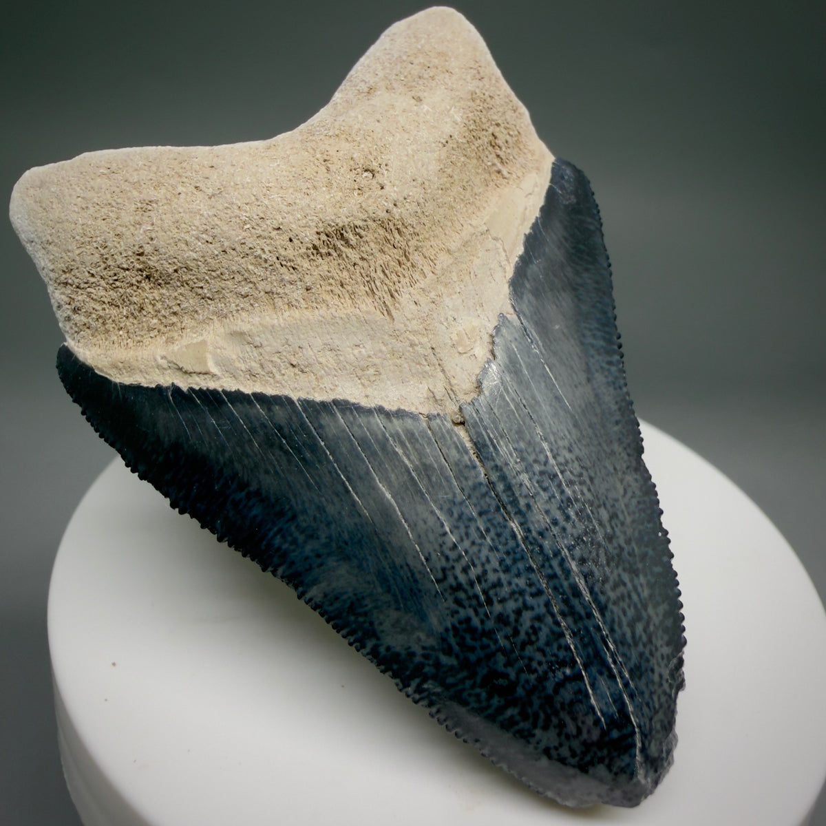 Front Left View Colorful, serrated 2.47" Fossil Megalodon Shark Tooth - Bone Valley, Florida megalodonteeth.com CM6743 