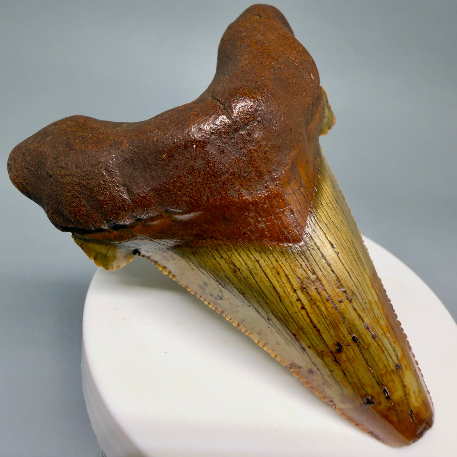 Front Left View Colorful, serrated 3.19" Fossil Carcharocles Sokolowi Shark Tooth - Suwannee River, Florida AU406