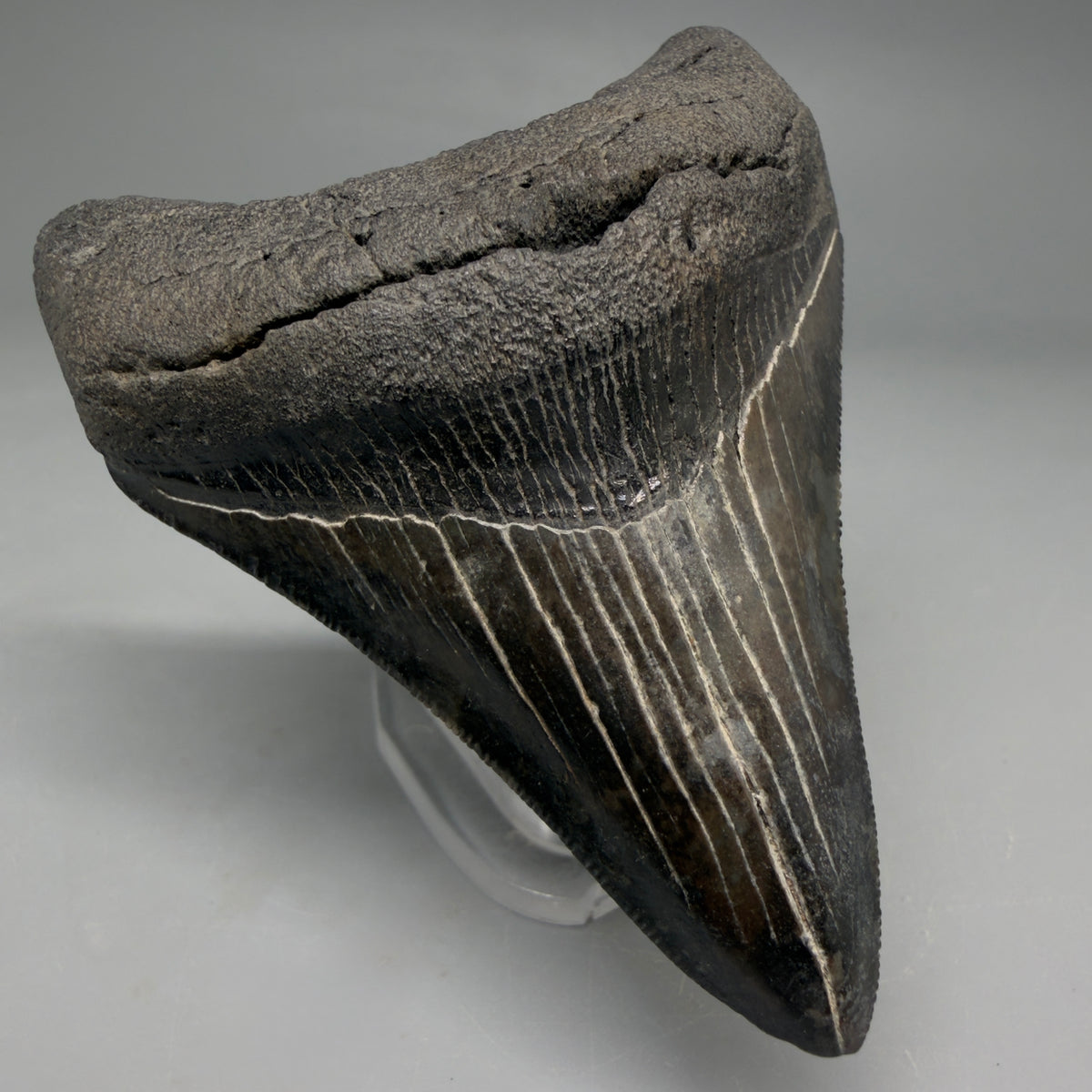 Front Left View Colorful, serrated 3.24" Fossil Megalodon Tooth from South Carolina megalodonteeth.com CM6558