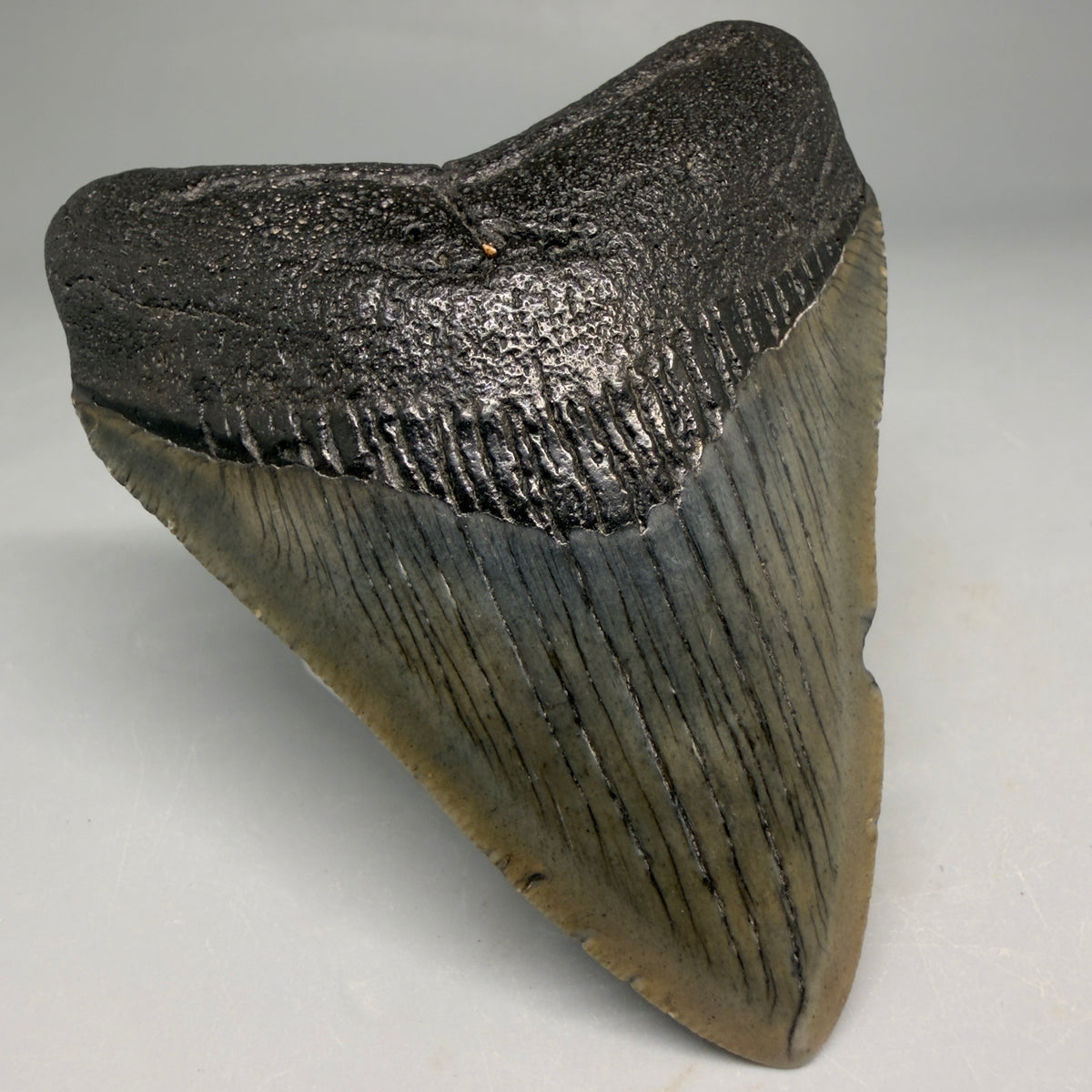 Front Left View Colorful, serrated 3.29" Fossil Megalodon Tooth from South Carolina megalodonteeth.com CM6559