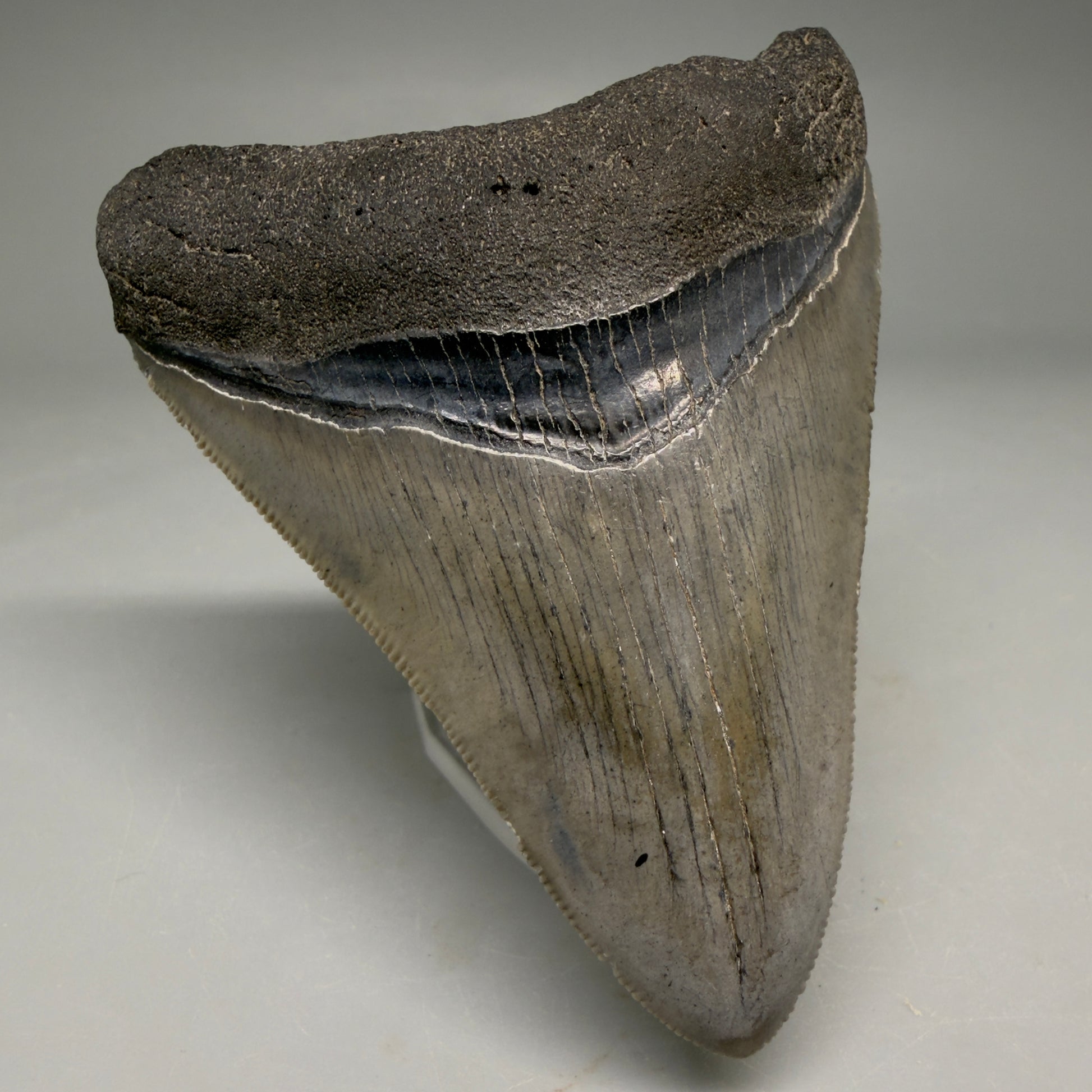 Front Left View Colorful, serrated 3.46" Fossil Megalodon Tooth from South Carolina CM6561