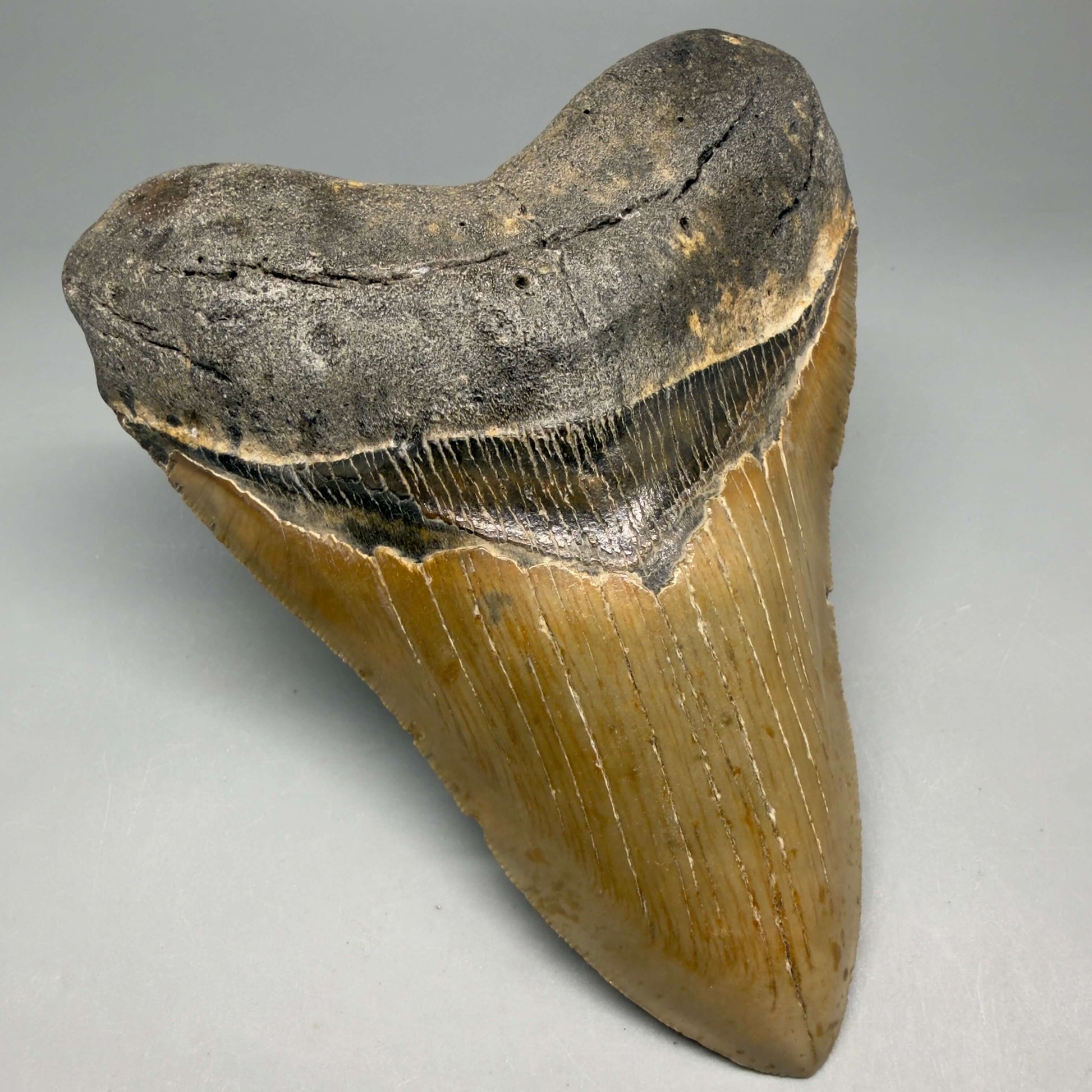 Front Left View Colorful, serrated, heart-shaped 4.98" Authentic Megalodon Tooth – North Carolina CM6463 