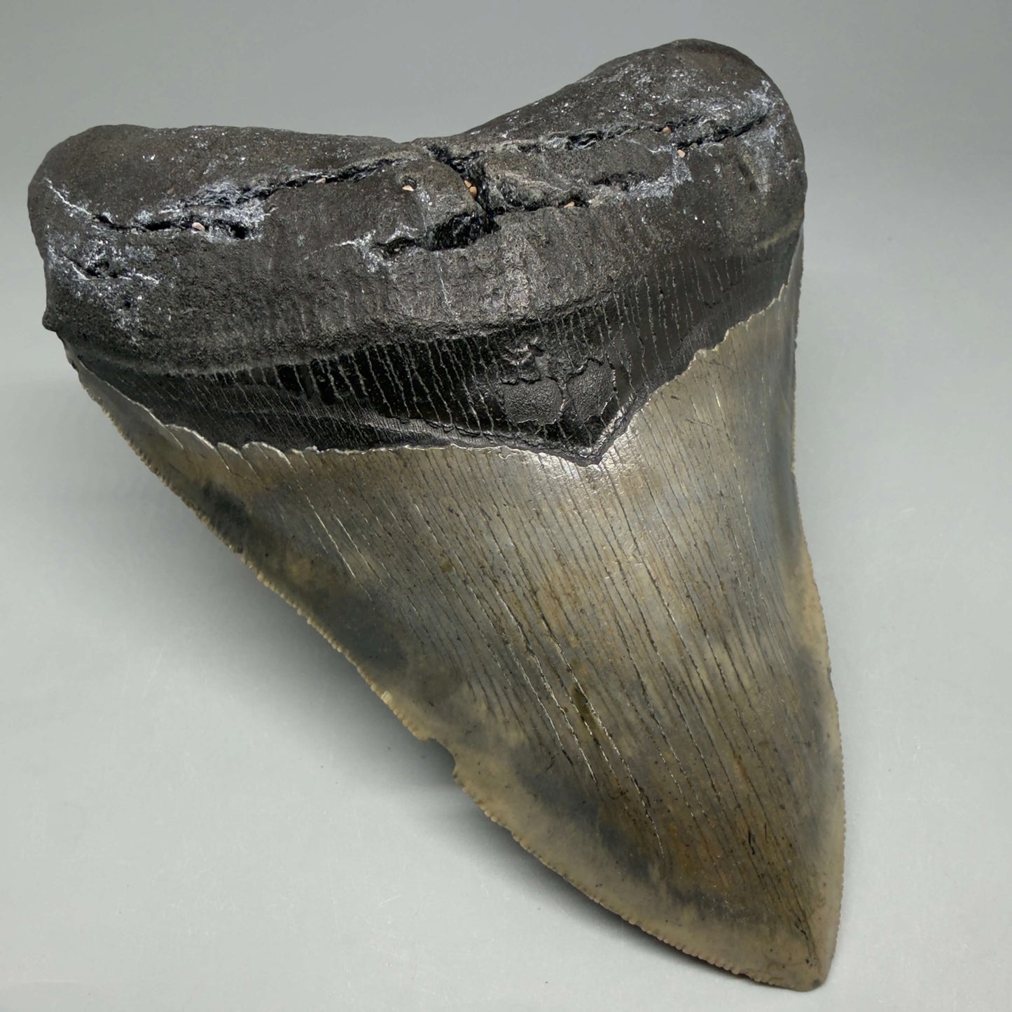 Front Left View Colorful, serrated, heart-shaped 5.19" Authentic Megalodon Tooth – North Carolina CM6465