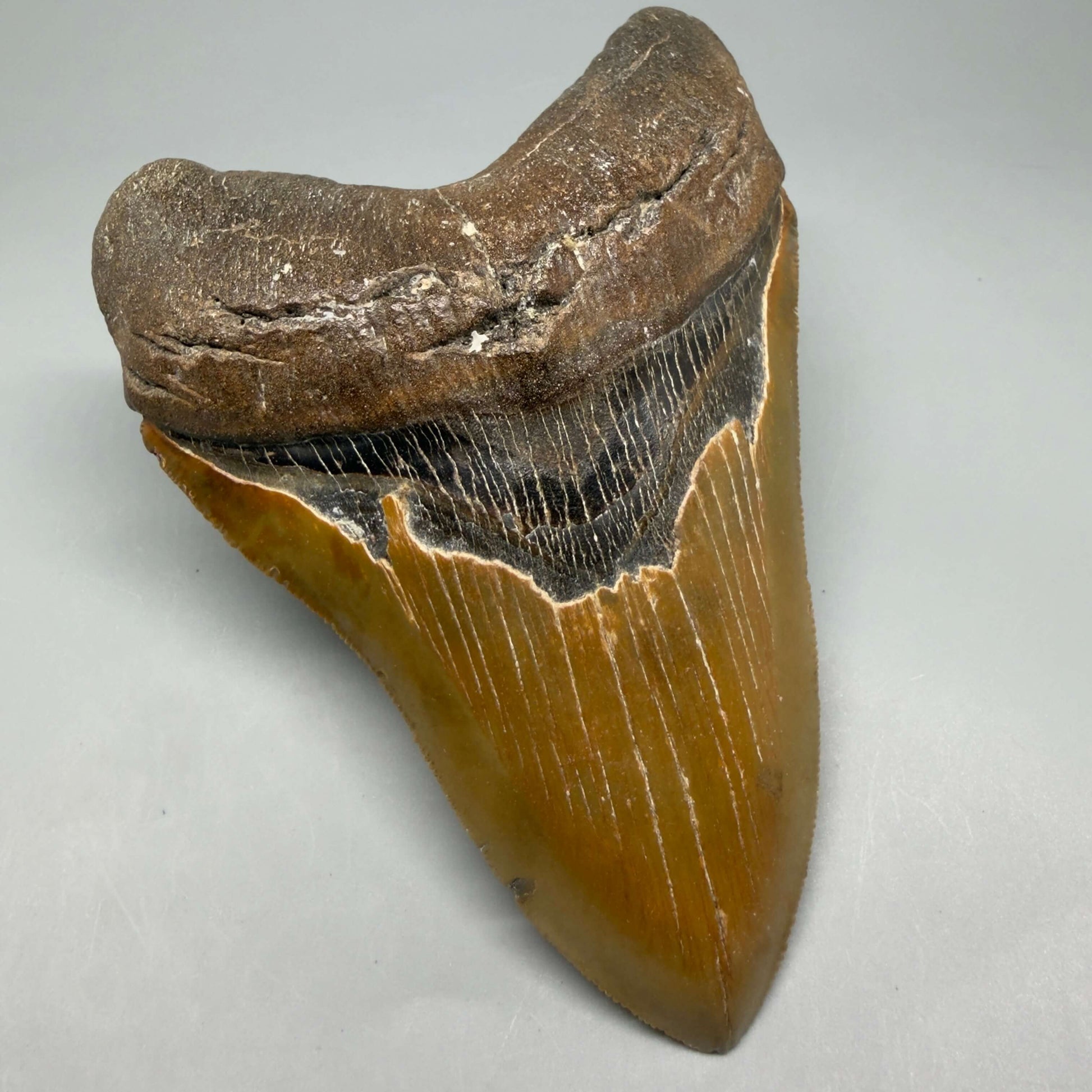 Front Left View Colorful, serrated, heart-shaped 5.32" Authentic Megalodon Tooth – North Carolina CM6464 