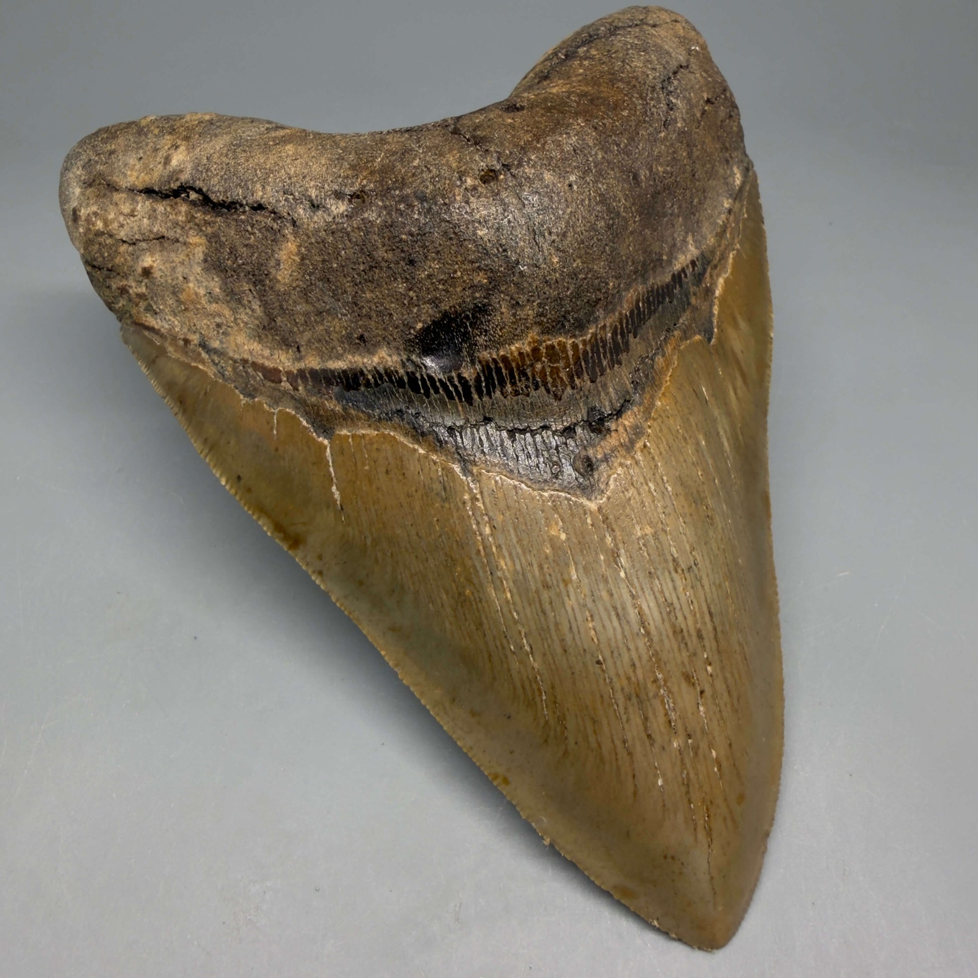 Front Left View Colorful, serrated, heart-shaped 5.35" Authentic Megalodon Tooth – North Carolina CM6466