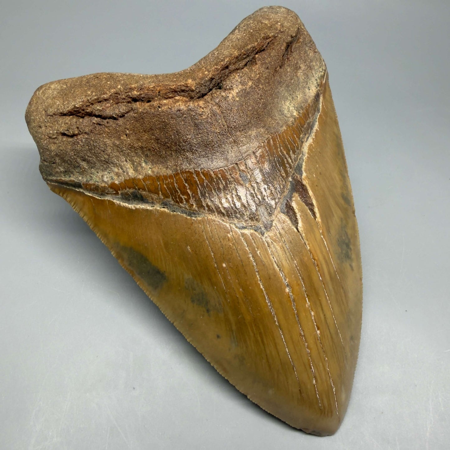 Front Left View Colorful, serrated, heart-shaped 5.62" Authentic Megalodon Tooth – North Carolina CM6467