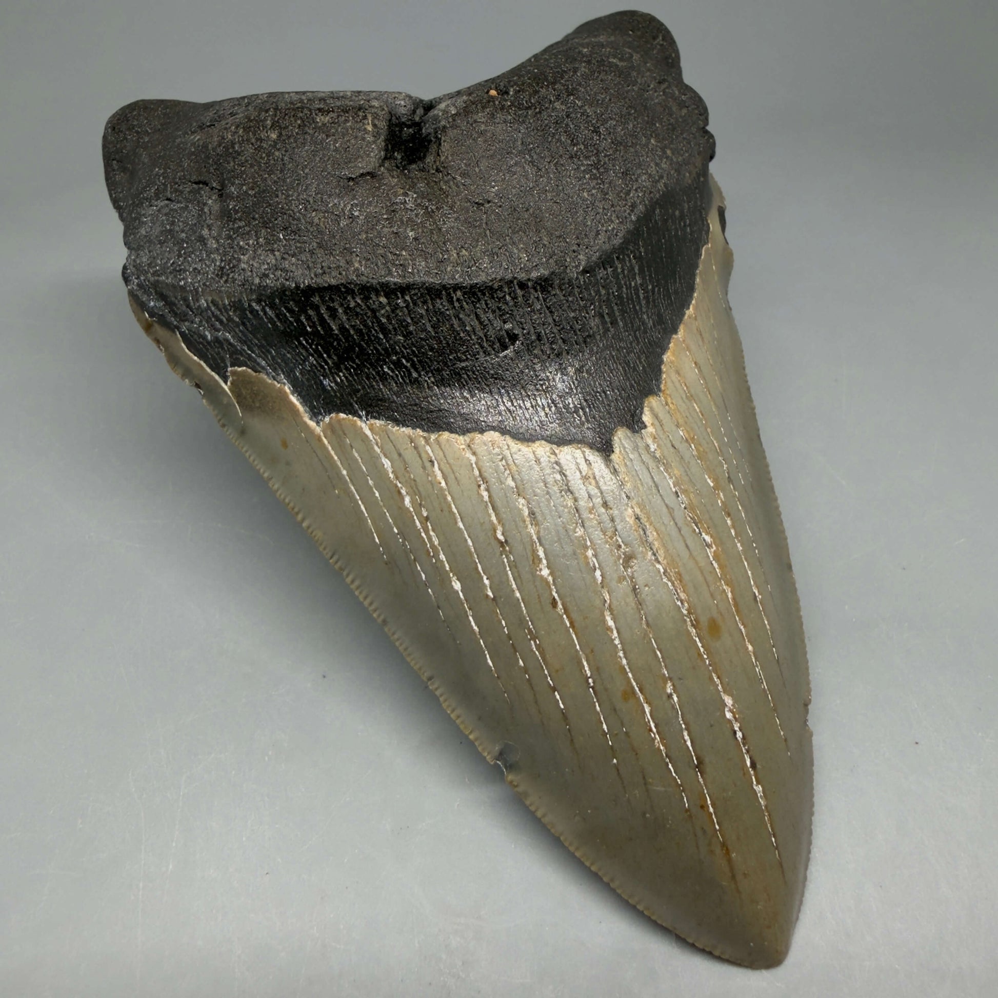Front Left View Colorful, serrated, lower 5.44" Authentic Megalodon Tooth – North Carolina Fossil | Carcharocles megalodon CM6455 