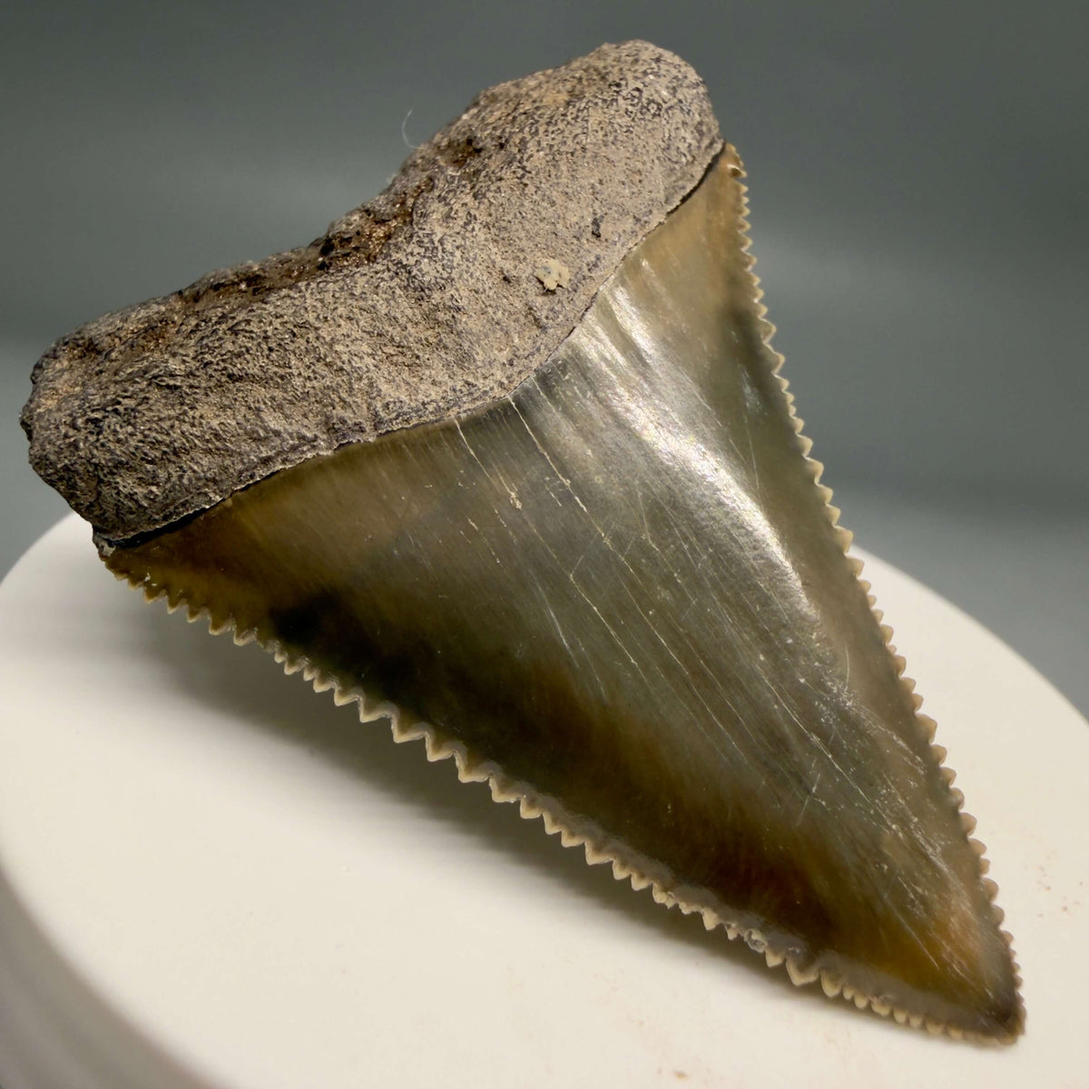Front Left View Colorful, sharply serrated 2.17" Fossil Great White Tooth from Sarasota, Florida megalodonteeth.com GW1380 