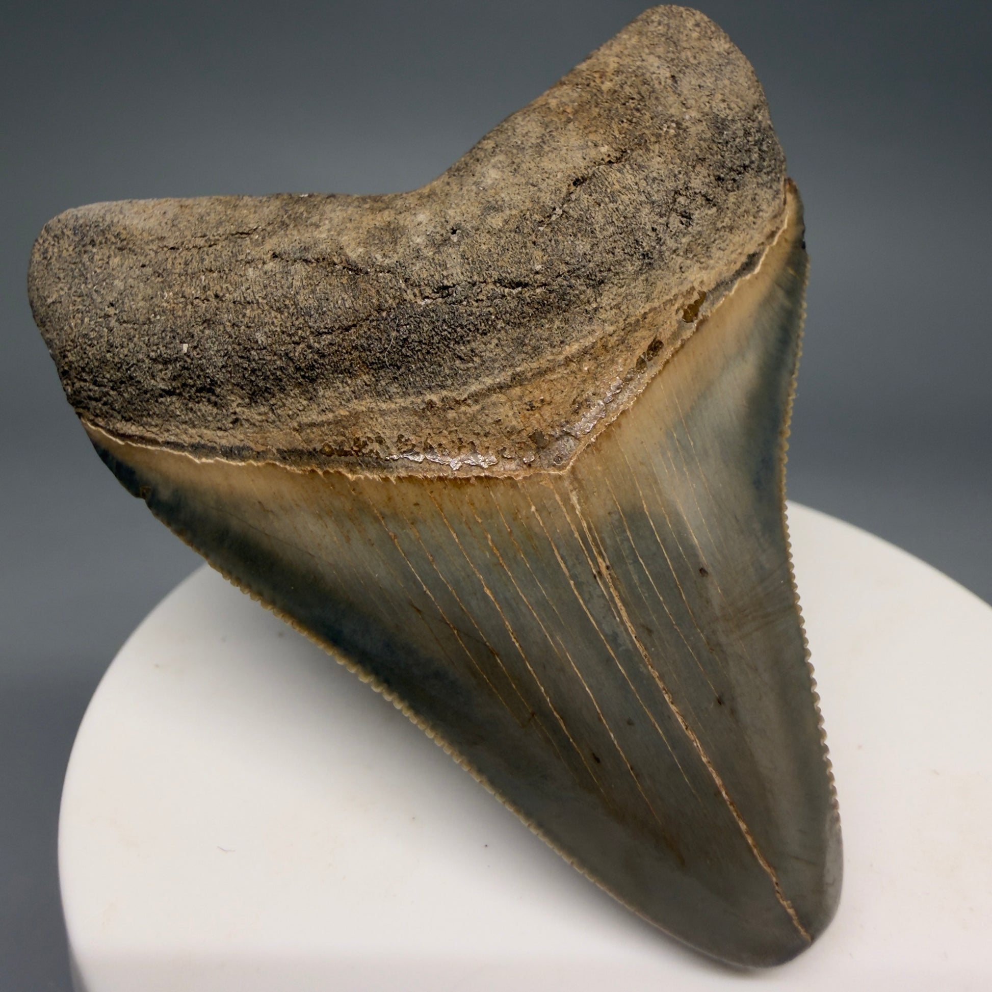 Front Left View Colorful, sharply serrated 2.44" Fossil Megalodon Tooth from Georgia, USA megalodonteeth.com CM6523