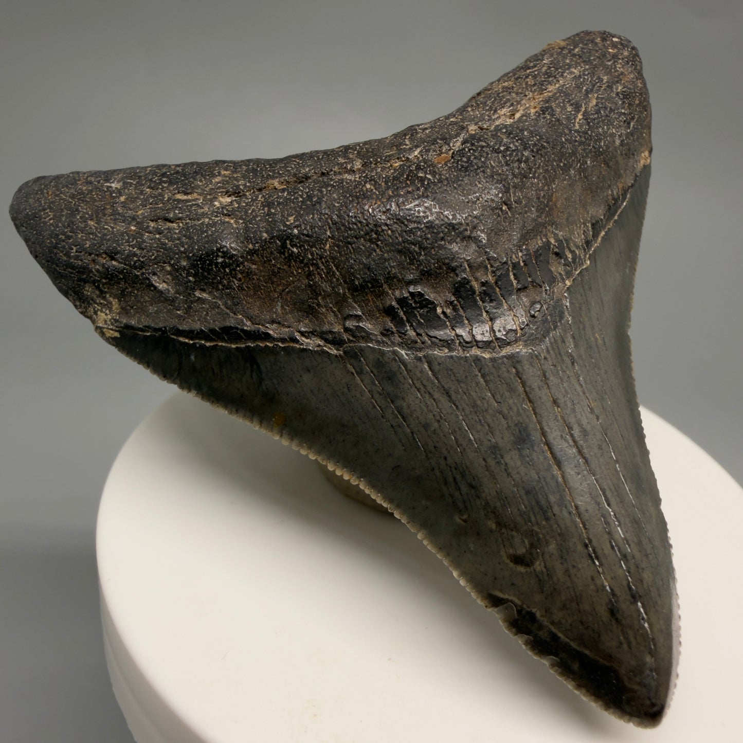 Front Left View Colorful, sharply serrated 2.73" Fossil Megalodon Tooth – South Carolina River | Megalodon Tooth CM6488