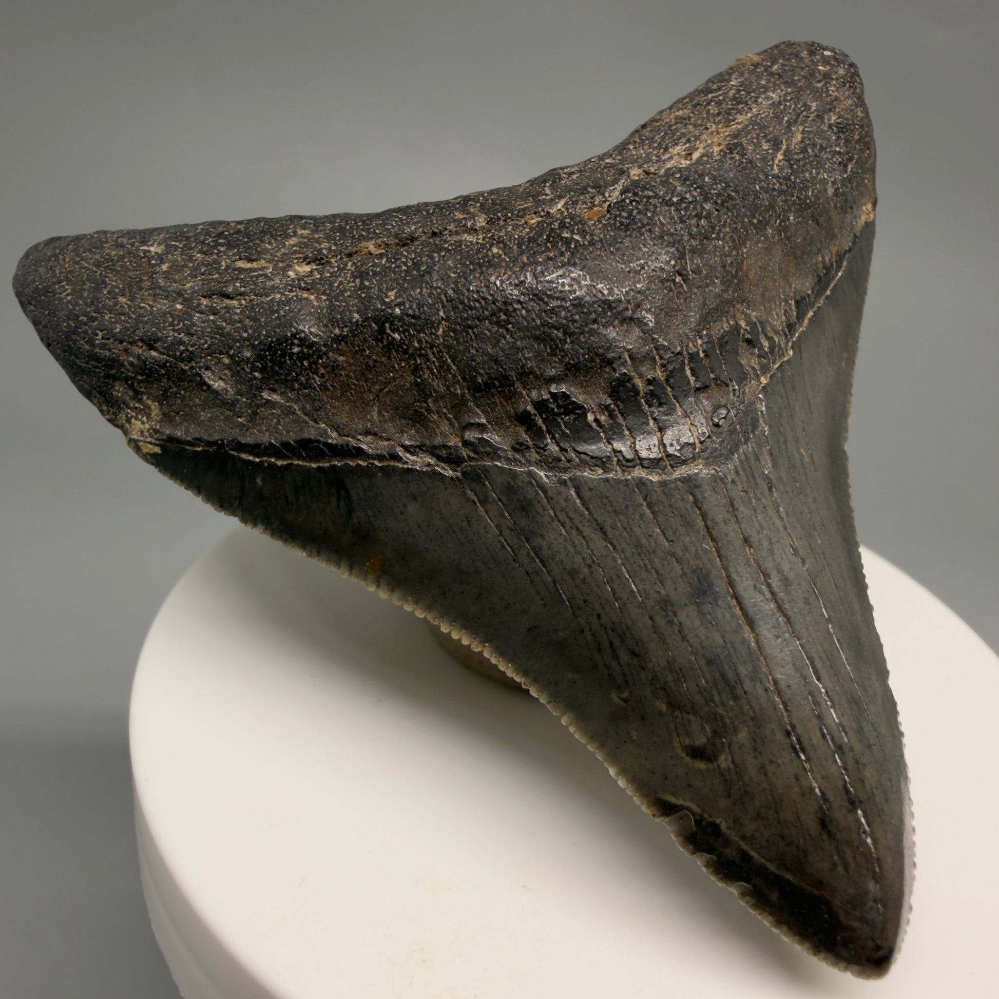 Front Left View Colorful, sharply serrated 2.73" Fossil Megalodon Tooth – South Carolina River | Megalodon Tooth CM6488