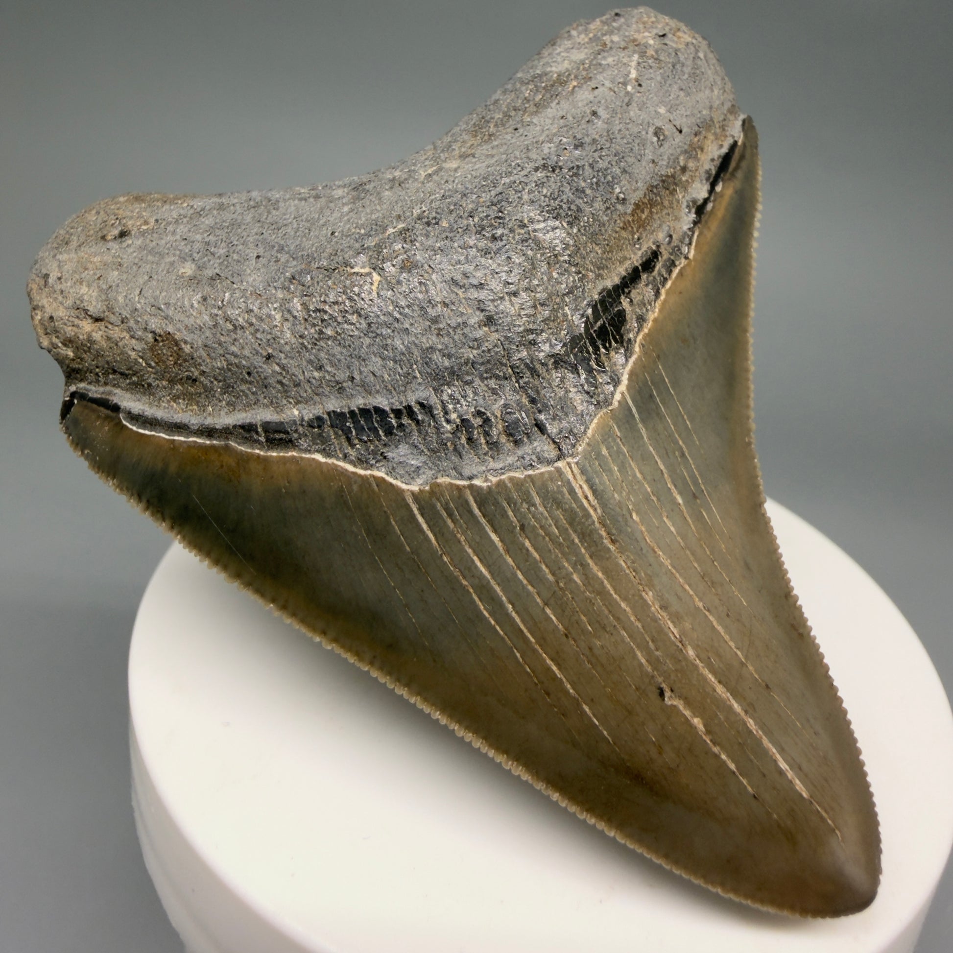 Front Left View Colorful, sharply serrated 2.82" Fossil Megalodon Tooth from Georgia, USA megalodonteeth.com CM6524