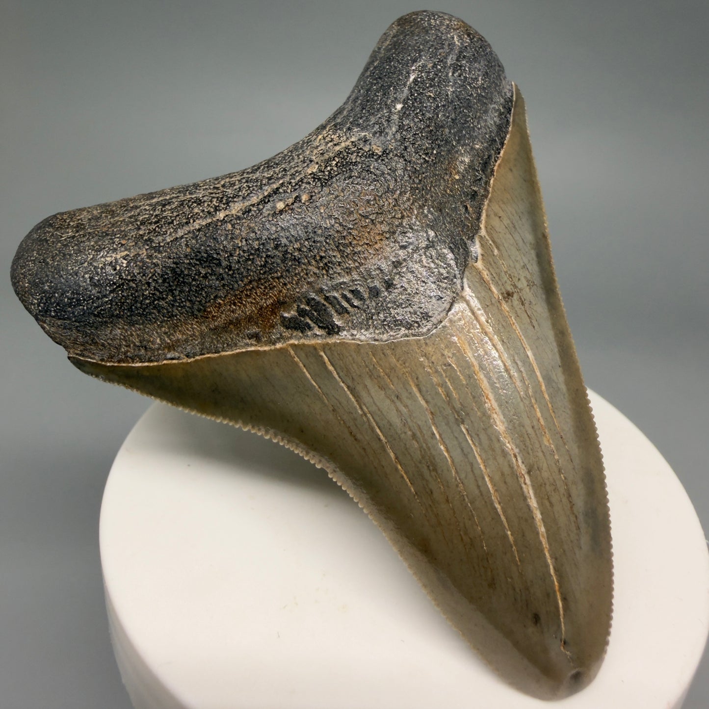 Front Left View Colorful, sharply serrated 2.95" Fossil Megalodon Tooth from Georgia, USA megalodonteeth.com CM6525 