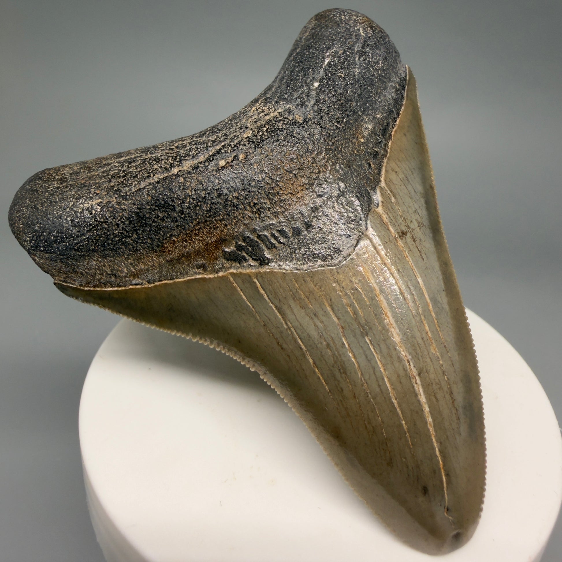 Front Left View Colorful, sharply serrated 2.95" Fossil Megalodon Tooth from Georgia, USA megalodonteeth.com CM6525 