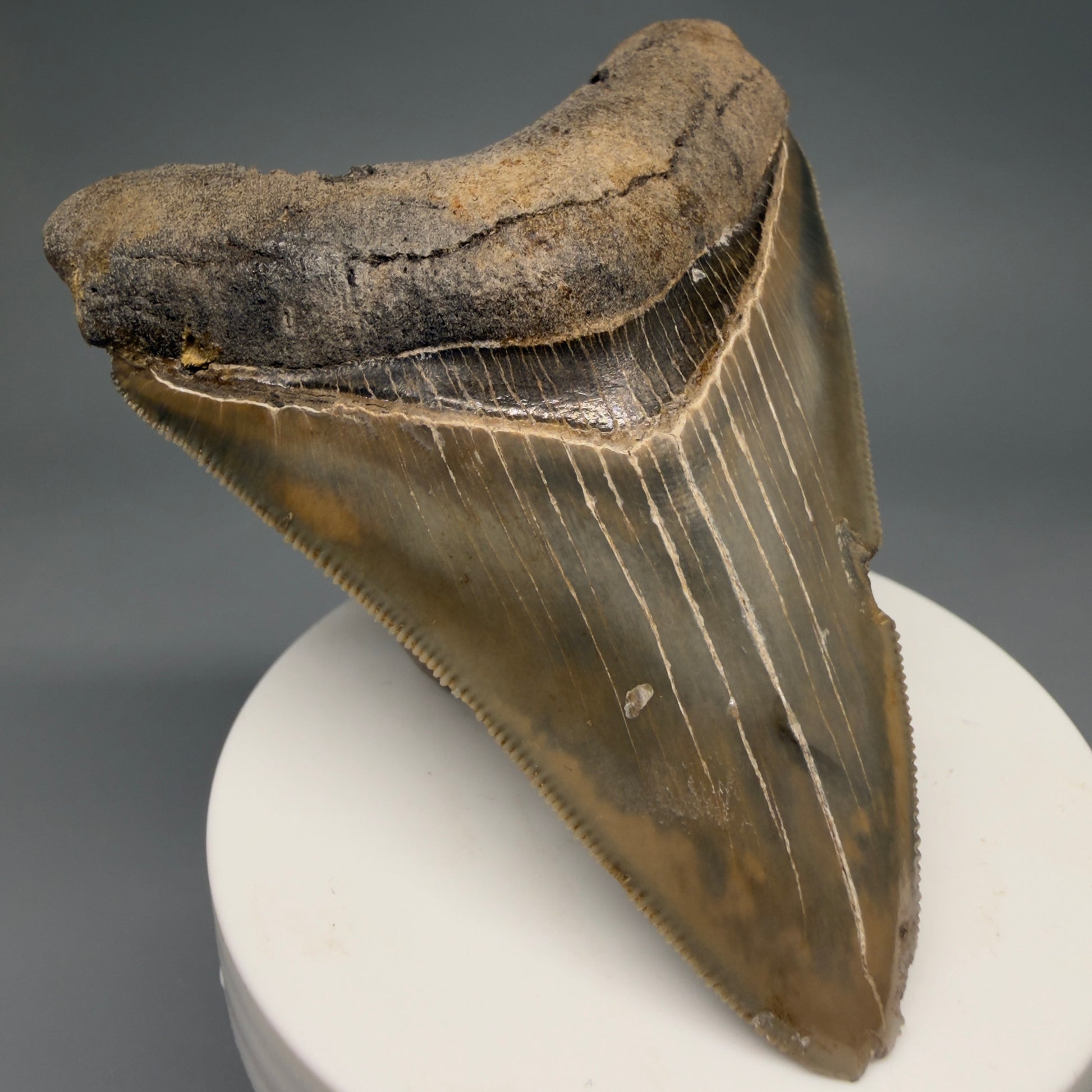 Front Left View Colorful, sharply serrated 3.28" Fossil Megalodon Tooth from Georgia, USA megalodonteeth.com CM6526