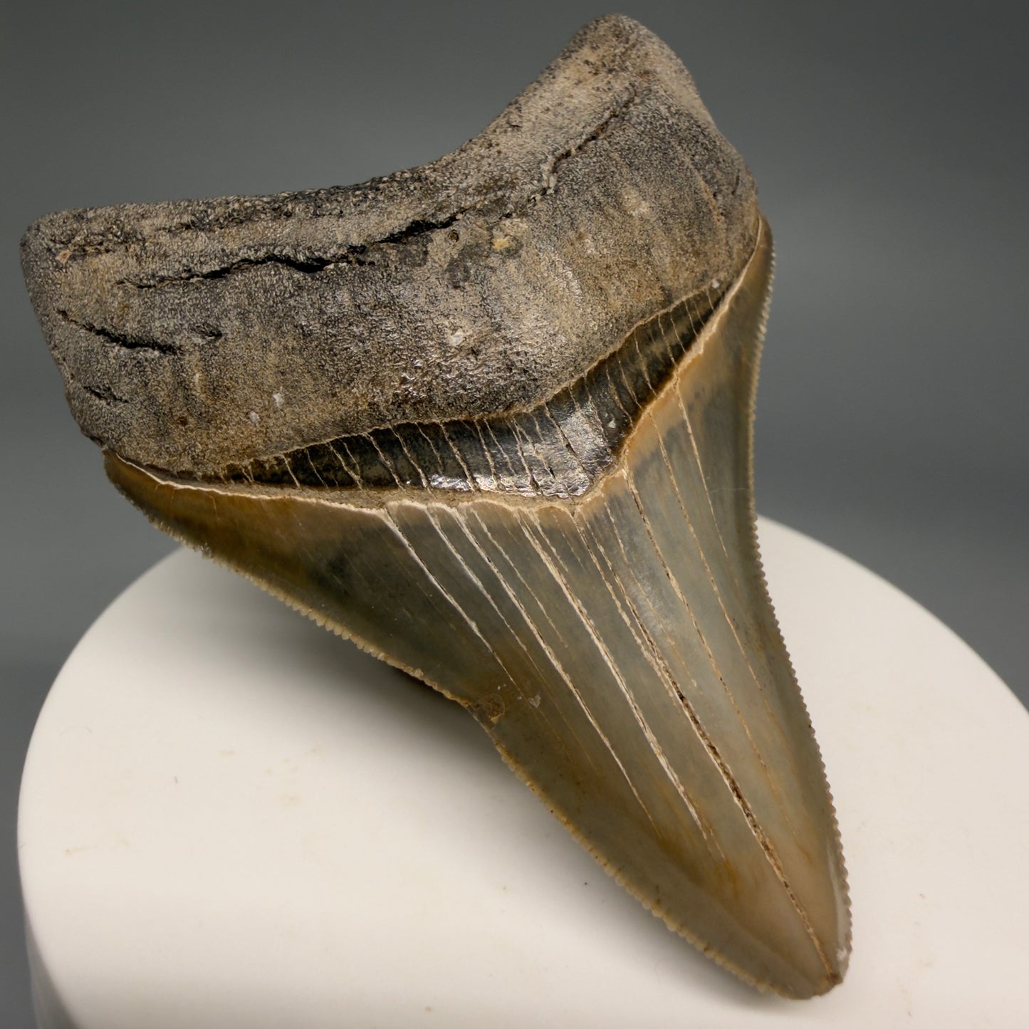 Front Left View Colorful, sharply serrated 3.54" Fossil Megalodon Tooth from Georgia, USA megalodonteeth.com CM6522