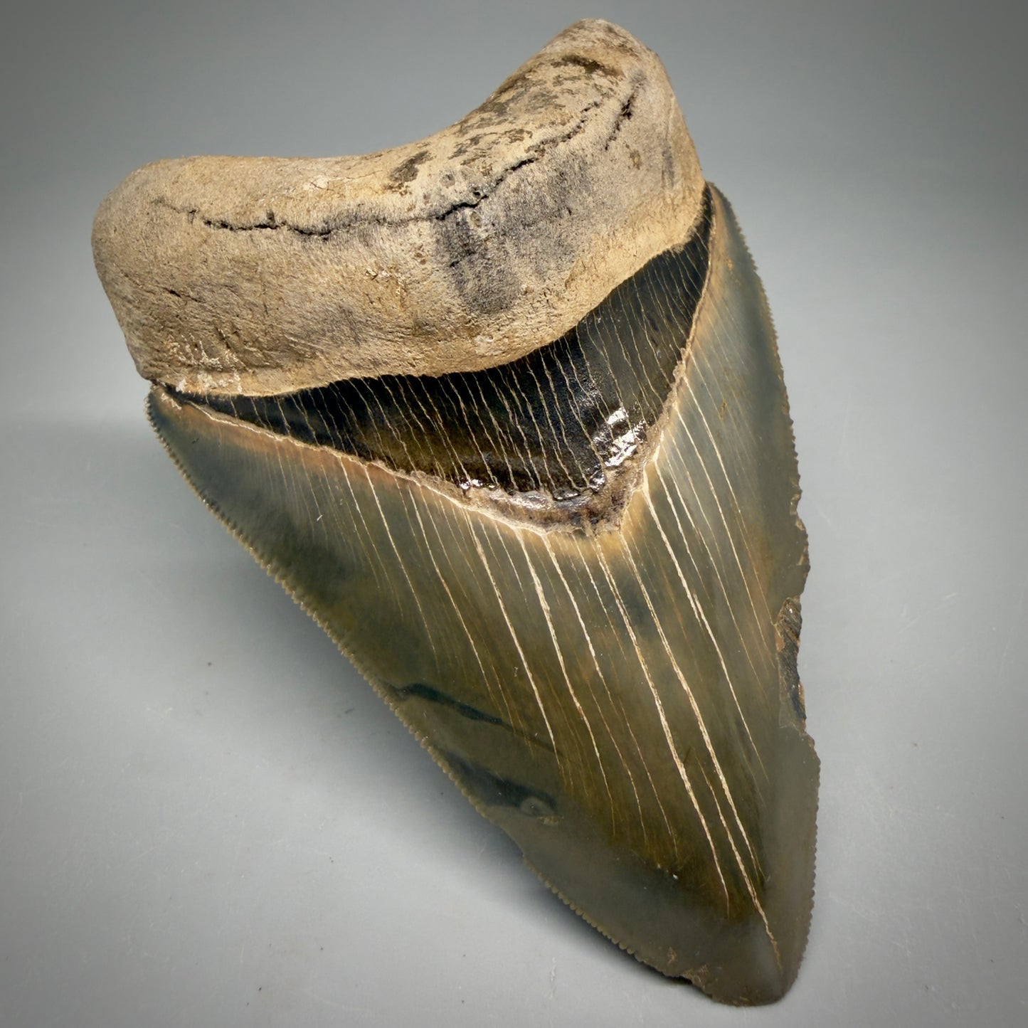 Front Left View Colorful, sharply serrated 4.13" Fossil Megalodon Tooth from Georgia, USA megalodonteeth.com CM6529