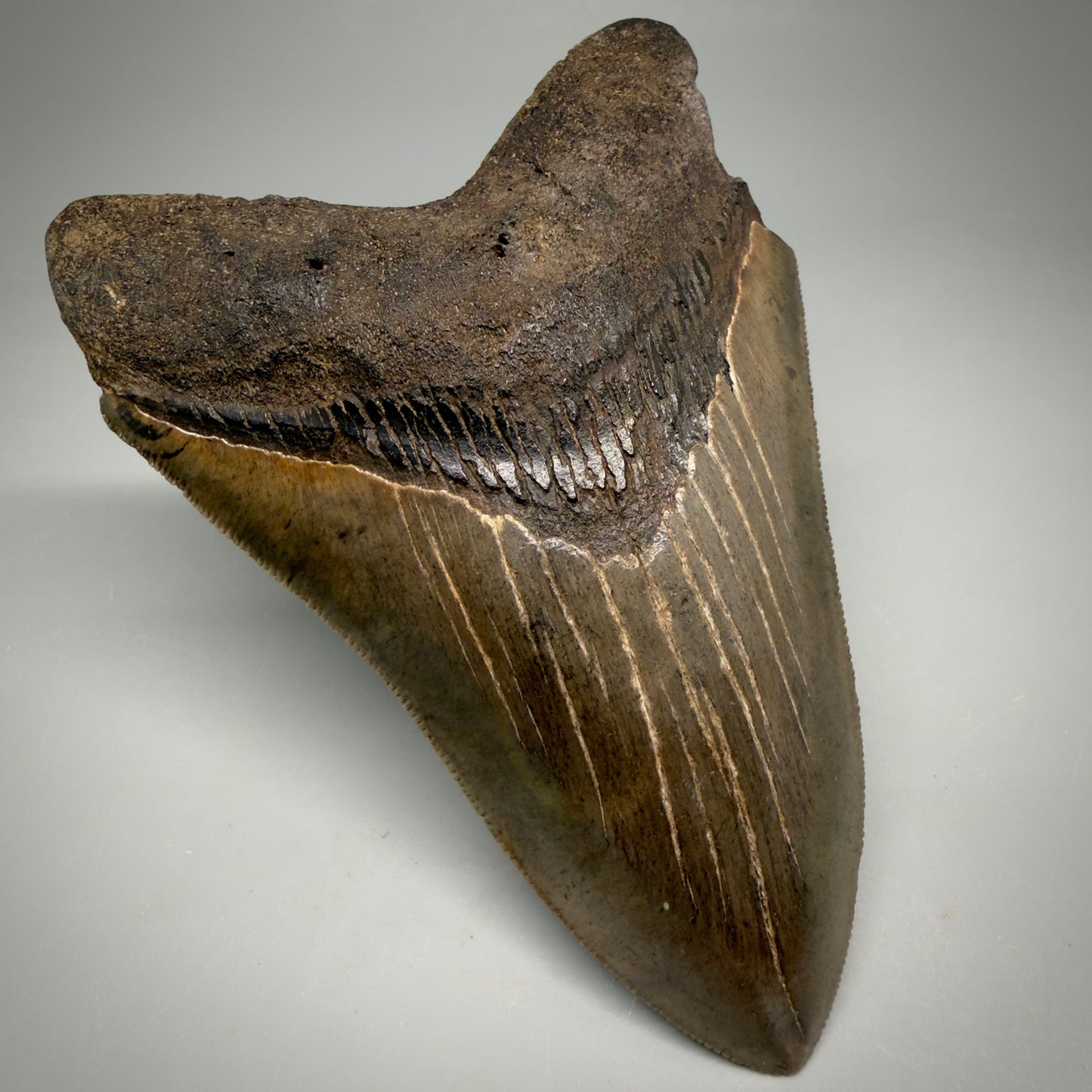 Front Left View Colorful, sharply serrated 4.65" Fossil Megalodon Tooth from Georgia, USA megalodonteeth.com CM6532 