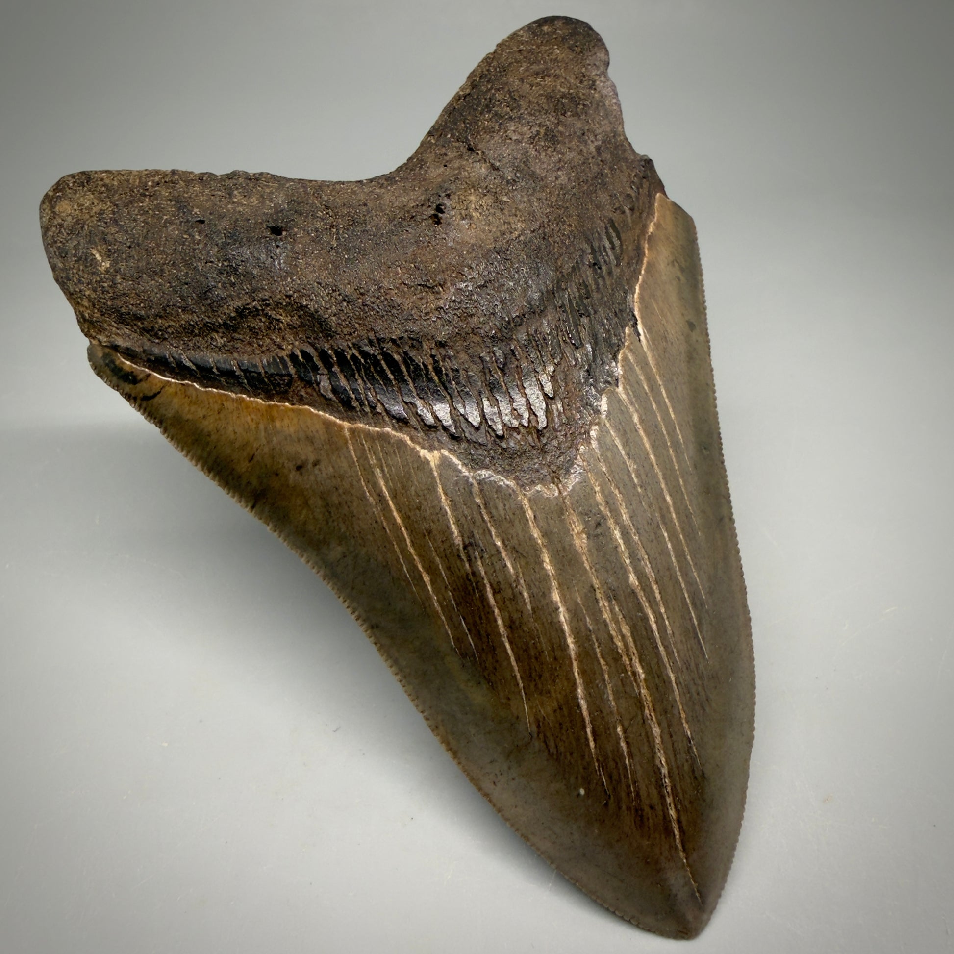 Front Left View Colorful, sharply serrated 4.65" Fossil Megalodon Tooth from Georgia, USA megalodonteeth.com CM6532 