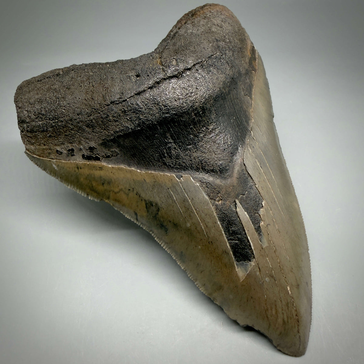 Front Left View Colorful, sharply serrated 5.35" Fossil Megalodon Tooth from Georgia, USA megalodonteeth.com CM6708
