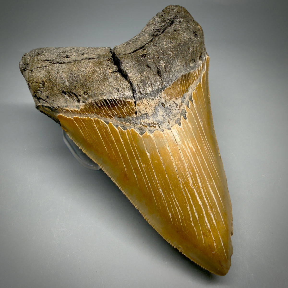 Front Left View Colorful, sharply serrated Lower 5.18" Authentic Megalodon Tooth – North Carolina Fossil | Carcharocles megalodon megalodonteeth.com CM6700