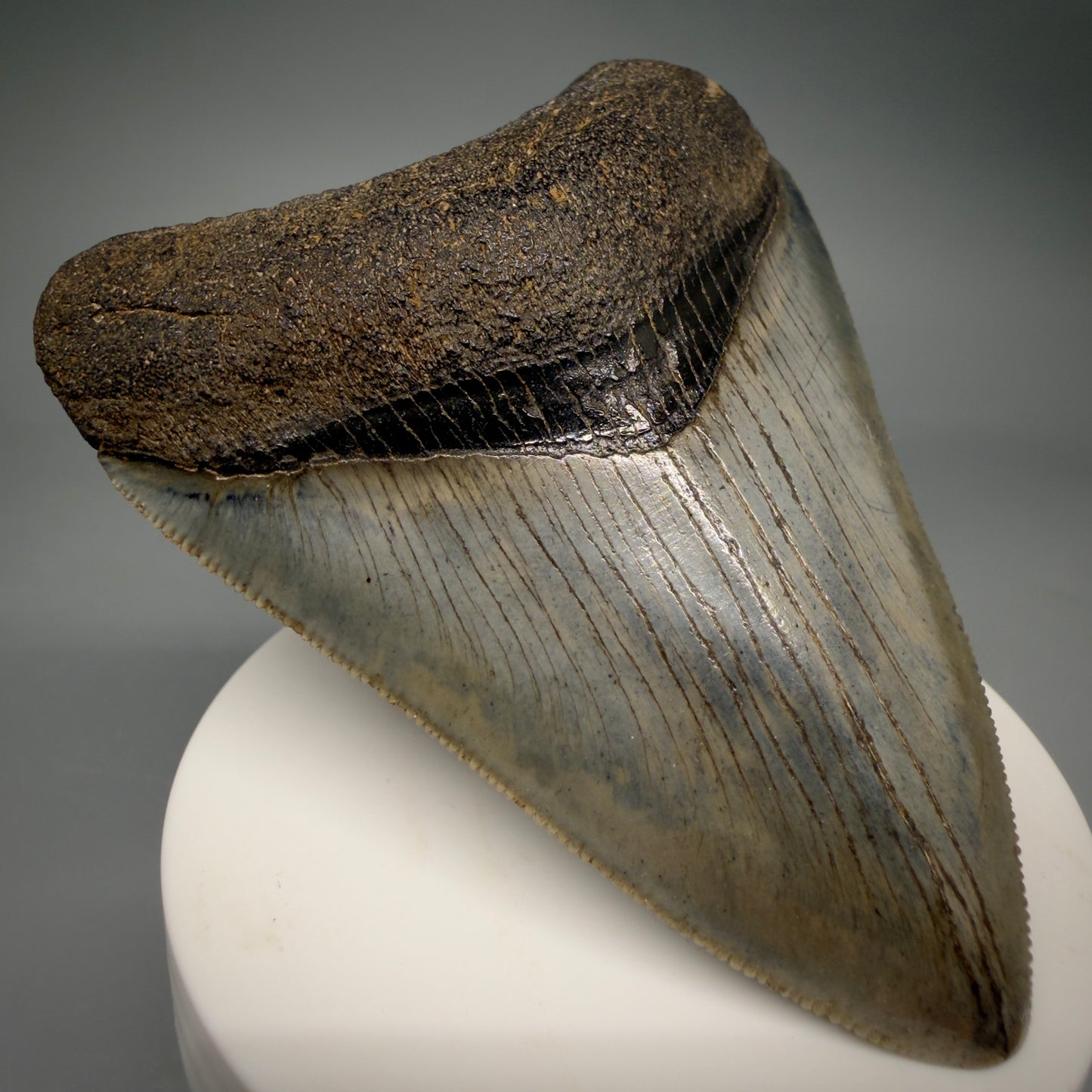 Front Left View Colorful, sharply serrated, heart-shaped 3.41" Fossil Megalodon Tooth from Georgia, USA megalodonteeth.com CM6527