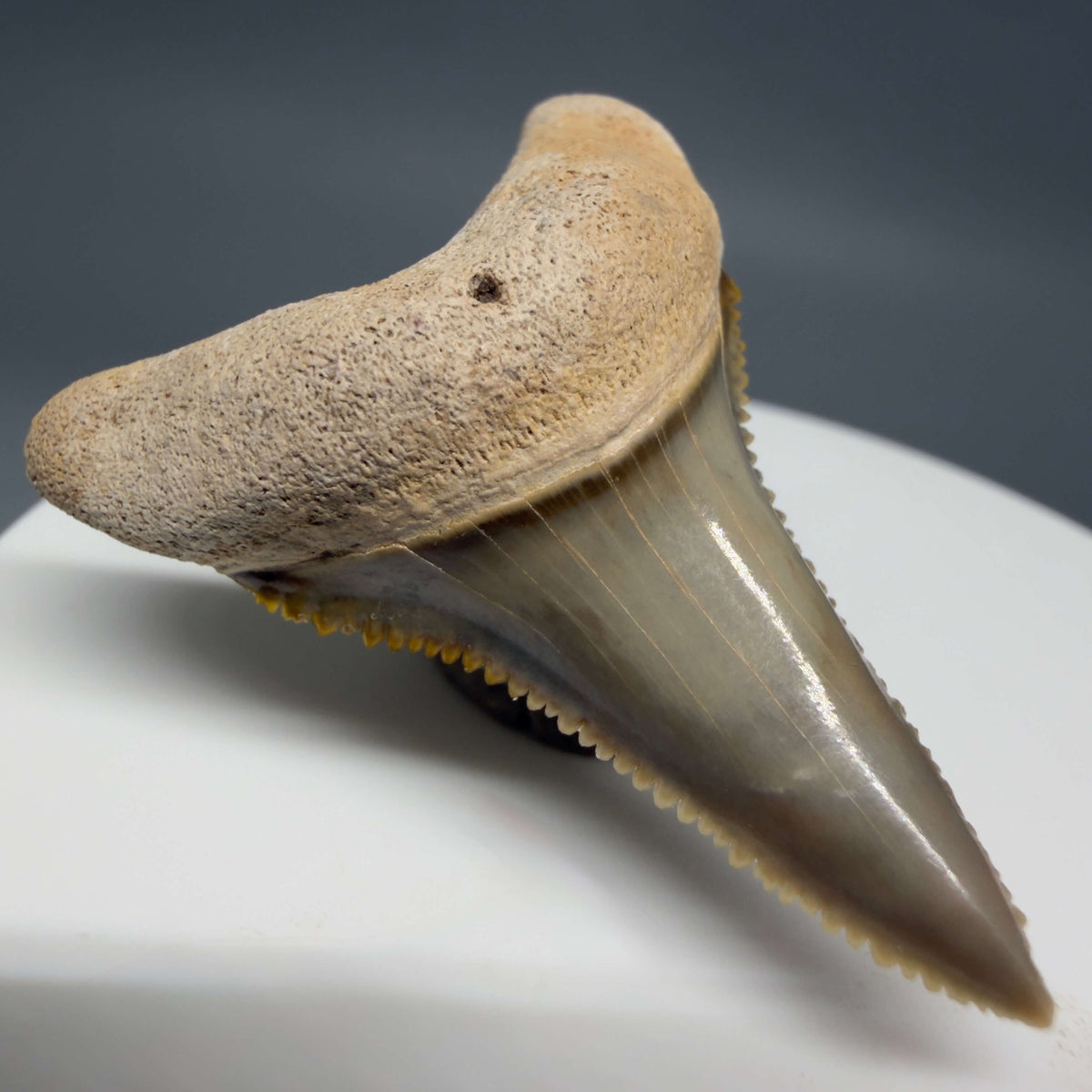 Front Left View Colorful, sharply serrated lower 1.59" Fossil Great White Tooth from Sarasota, Florida megalodonteeth.com GW1381