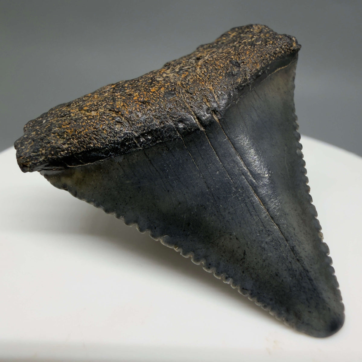 Front Left View Dark colors 1.47" Fossil Great White Shark Tooth - South Carolina megalodonteeth.com GW1385