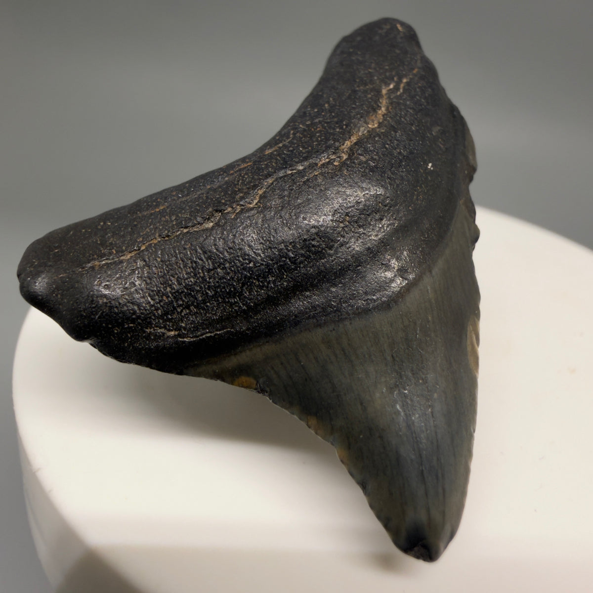 Front Left View Dark colors 1.67" Fossil Megalodon Tooth – South Carolina River Find | Authentic megalodonteeth.com CM6680