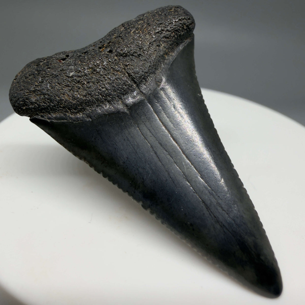 Front Left View Dark colors 1.72" Fossil Great White Shark Tooth - South Carolina megalodonteeth.com GW1387