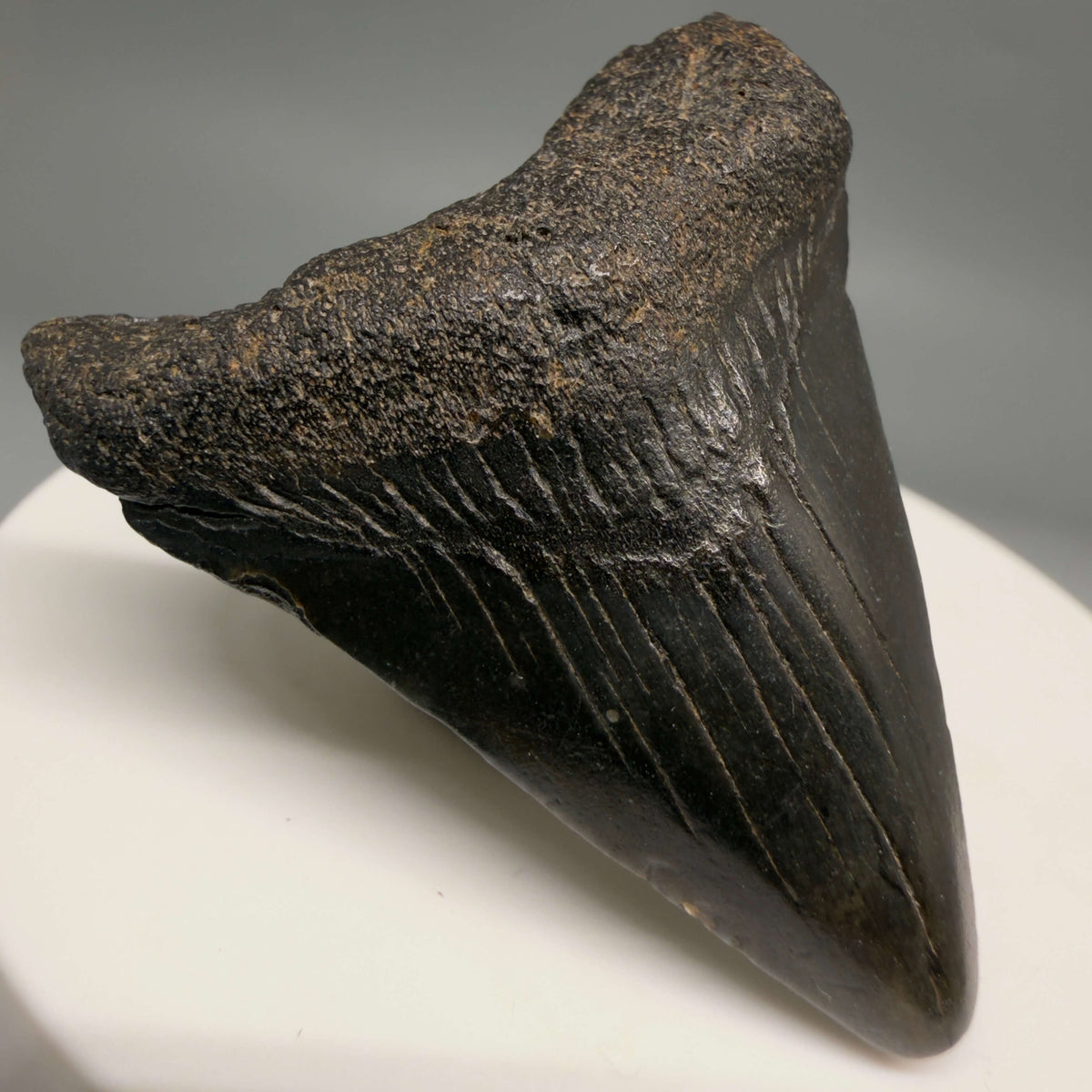 Front Left View Dark colors 1.77" Colorful Fossil Megalodon Tooth – South Carolina River Find | Authentic megalodonteeth.com CM6682
