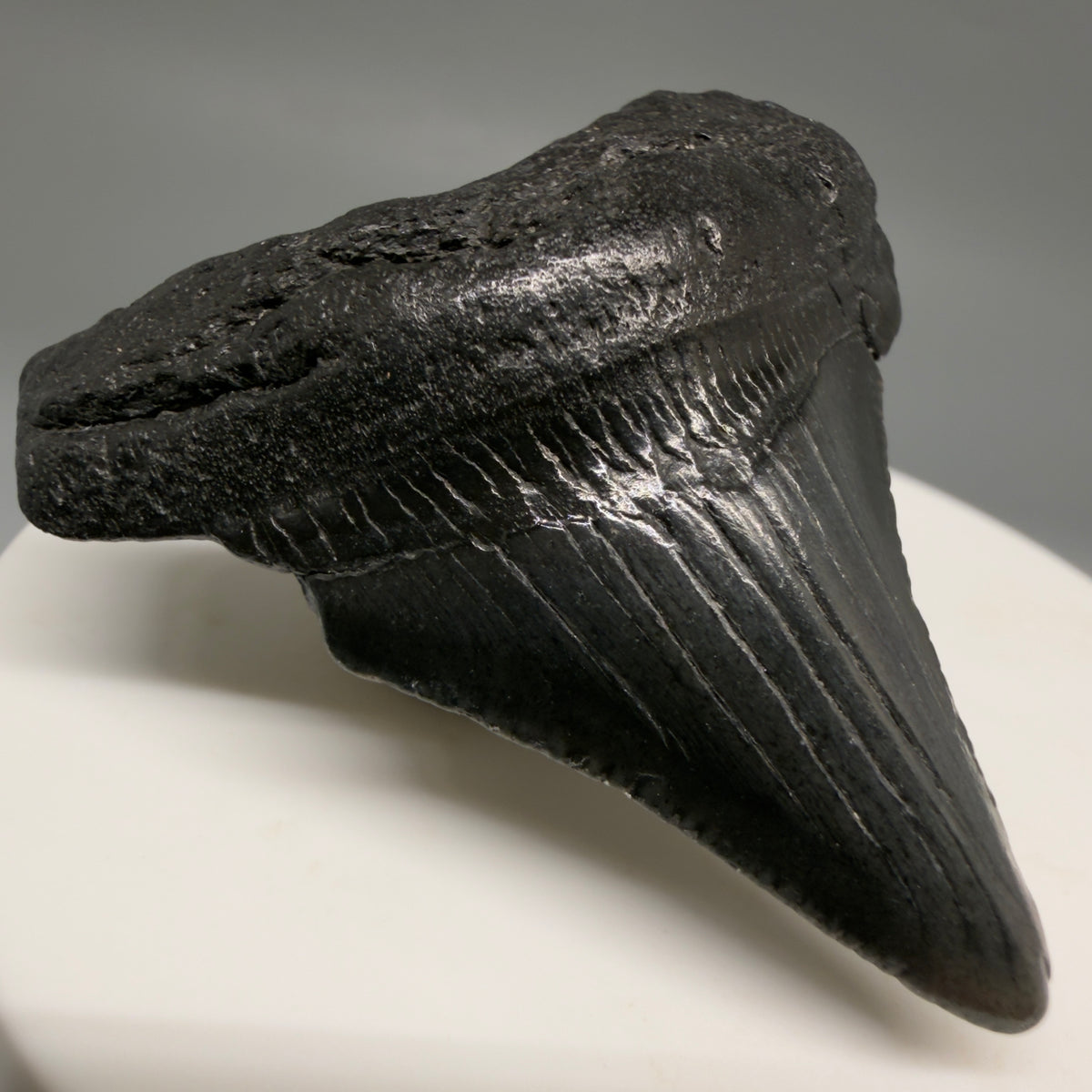 Front Left View Dark colors 1.82" Colorful Fossil Megalodon Tooth – South Carolina River Find | Authentic megalodonteeth.com CM6725