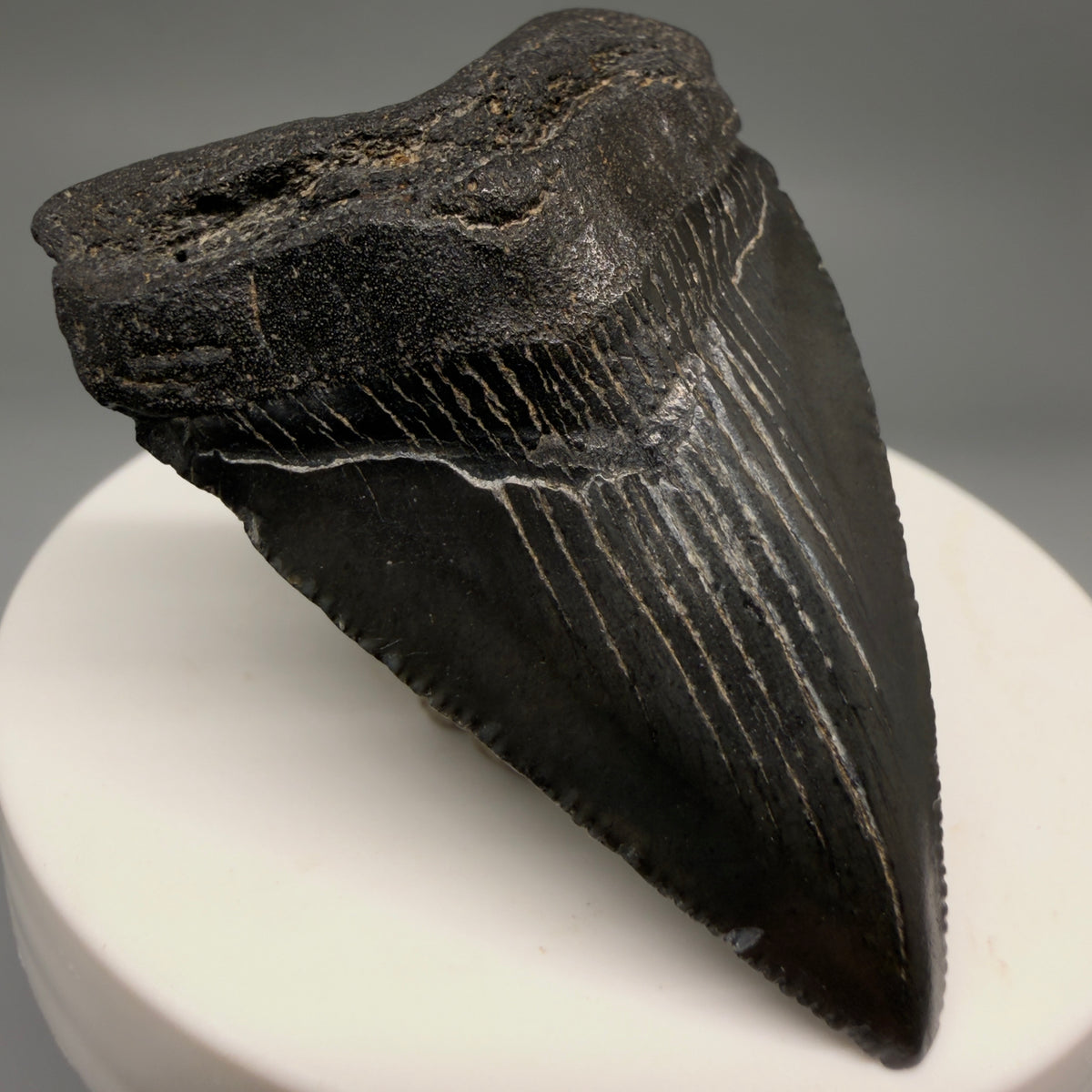 Front Left View Dark colors 2.09" Colorful Fossil Megalodon Tooth – South Carolina River Find | Authentic megalodonteeth.com CM6724
