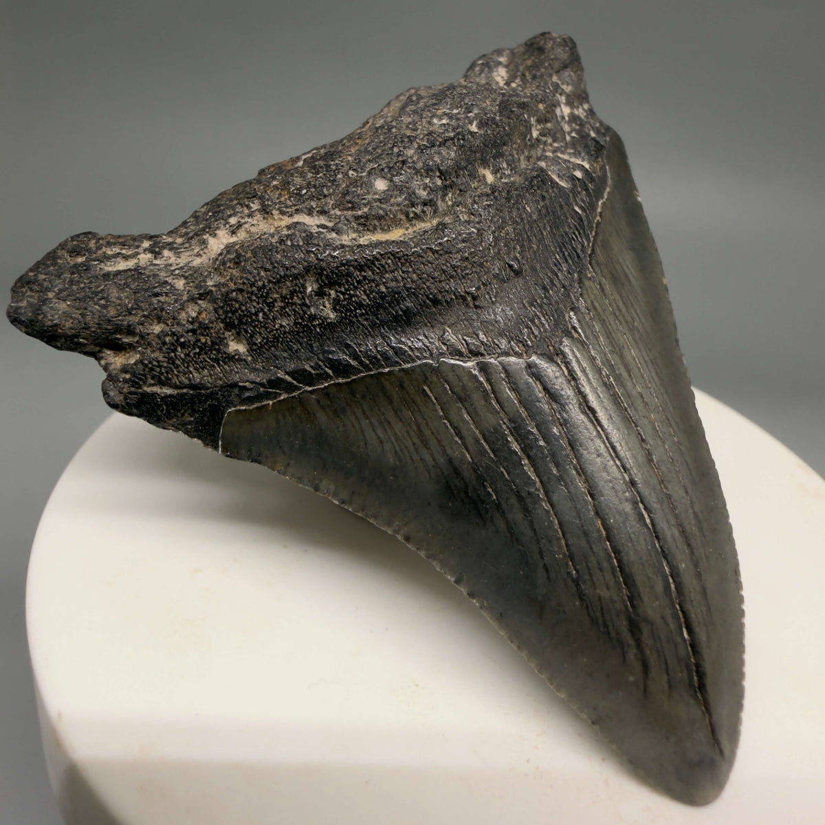 Front Left View Dark colors 2.33" Colorful Fossil Megalodon Tooth – South Carolina River Find | Authentic megalodonteeth.com CM6695