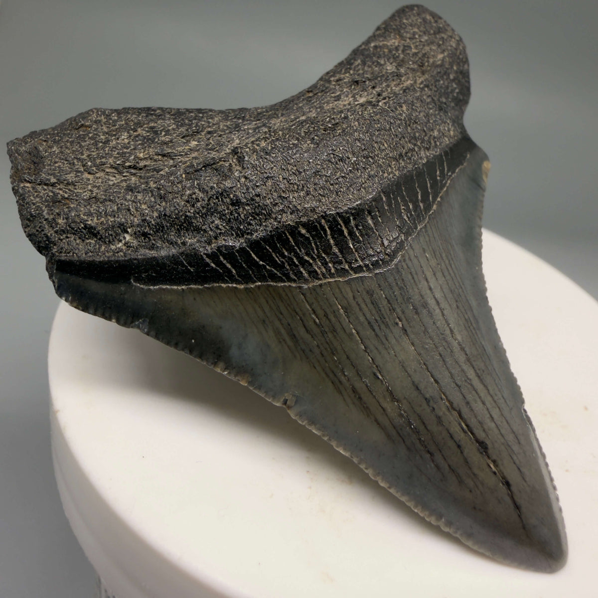 Front Left View Dark colors 2.35" Fossil Megalodon Tooth – South Carolina River Find | Authentic megalodonteeth.com CM6691