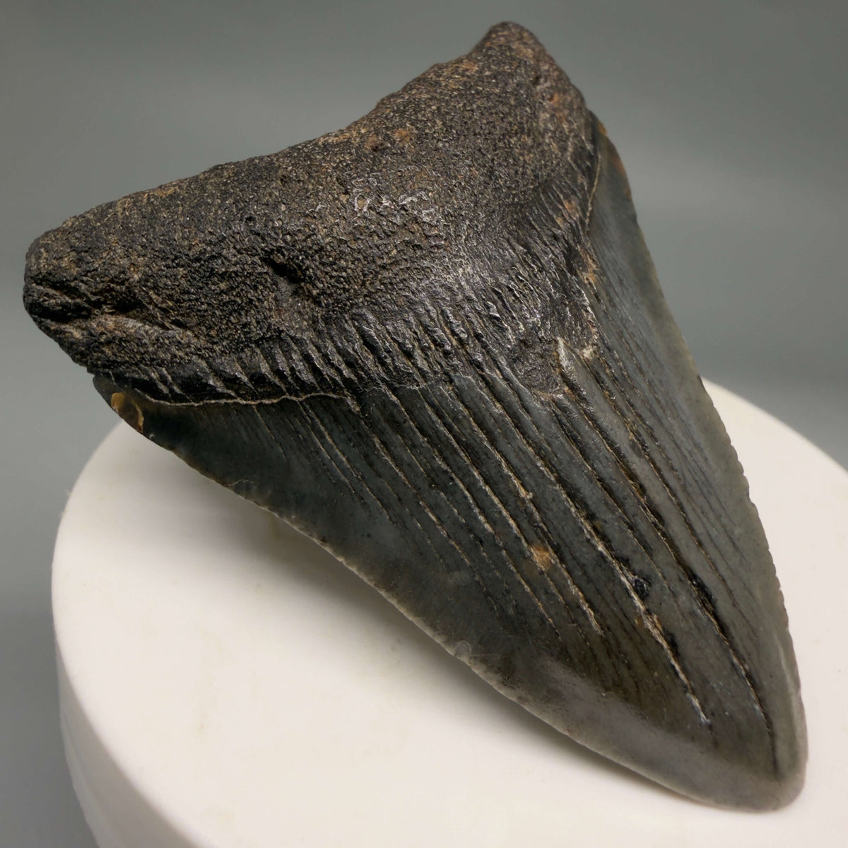 Front Left View Dark colors 2.37" Fossil Megalodon Tooth – South Carolina River Find | Authentic megalodonteeth.com CM6690
