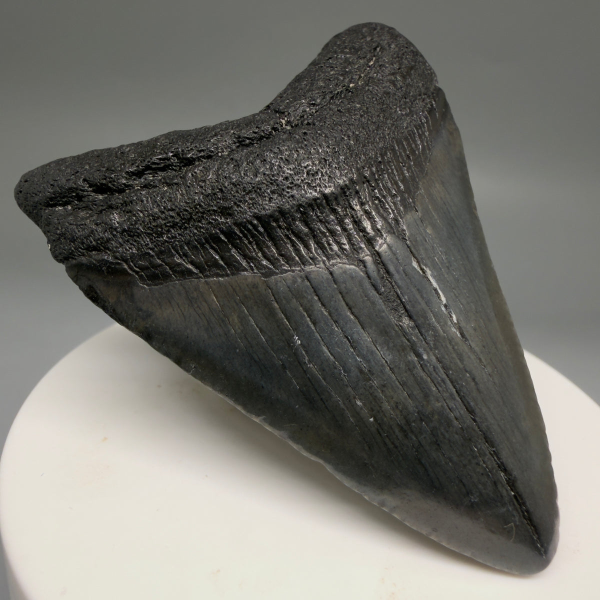 Front Left View Dark colors 2.46" Colorful Fossil Megalodon Tooth – South Carolina River Find | Authentic megalodonteeth.com CM6737