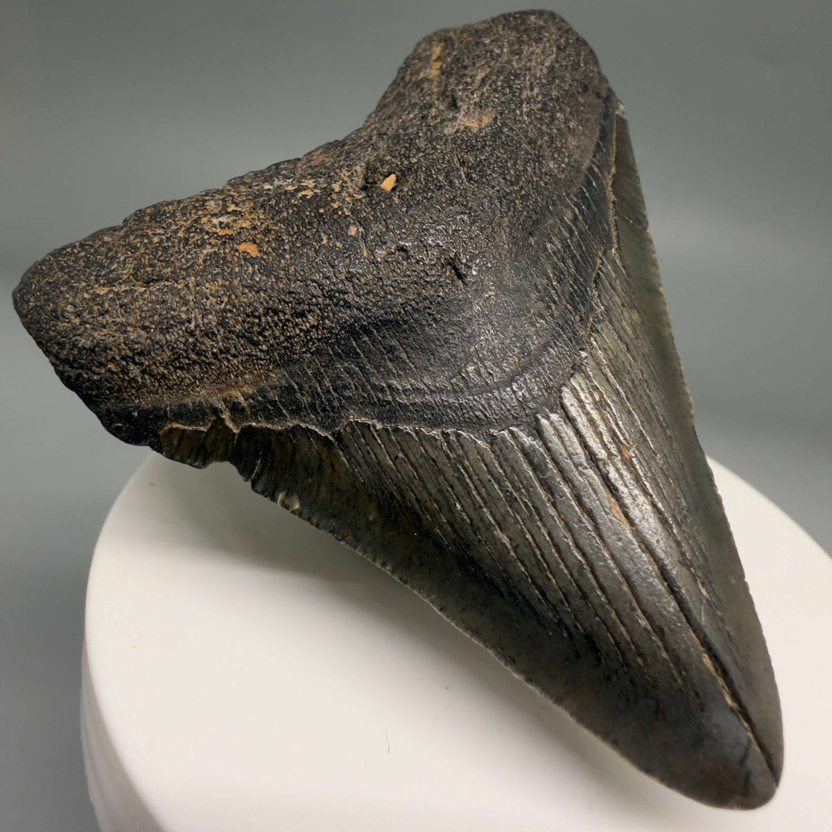 Front Left View Dark colors 2.66" Colorful Fossil Megalodon Tooth – South Carolina River Find | Authentic megalodonteeth.com CM6696
