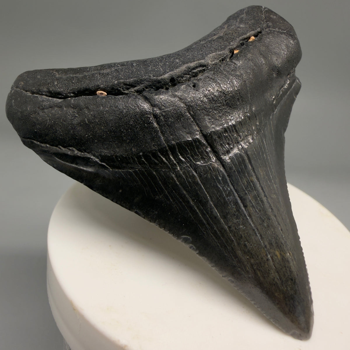 Front Left View Dark colors 2.74" Colorful Fossil Megalodon Tooth – South Carolina River Find | Authentic megalodonteeth.com CM6697