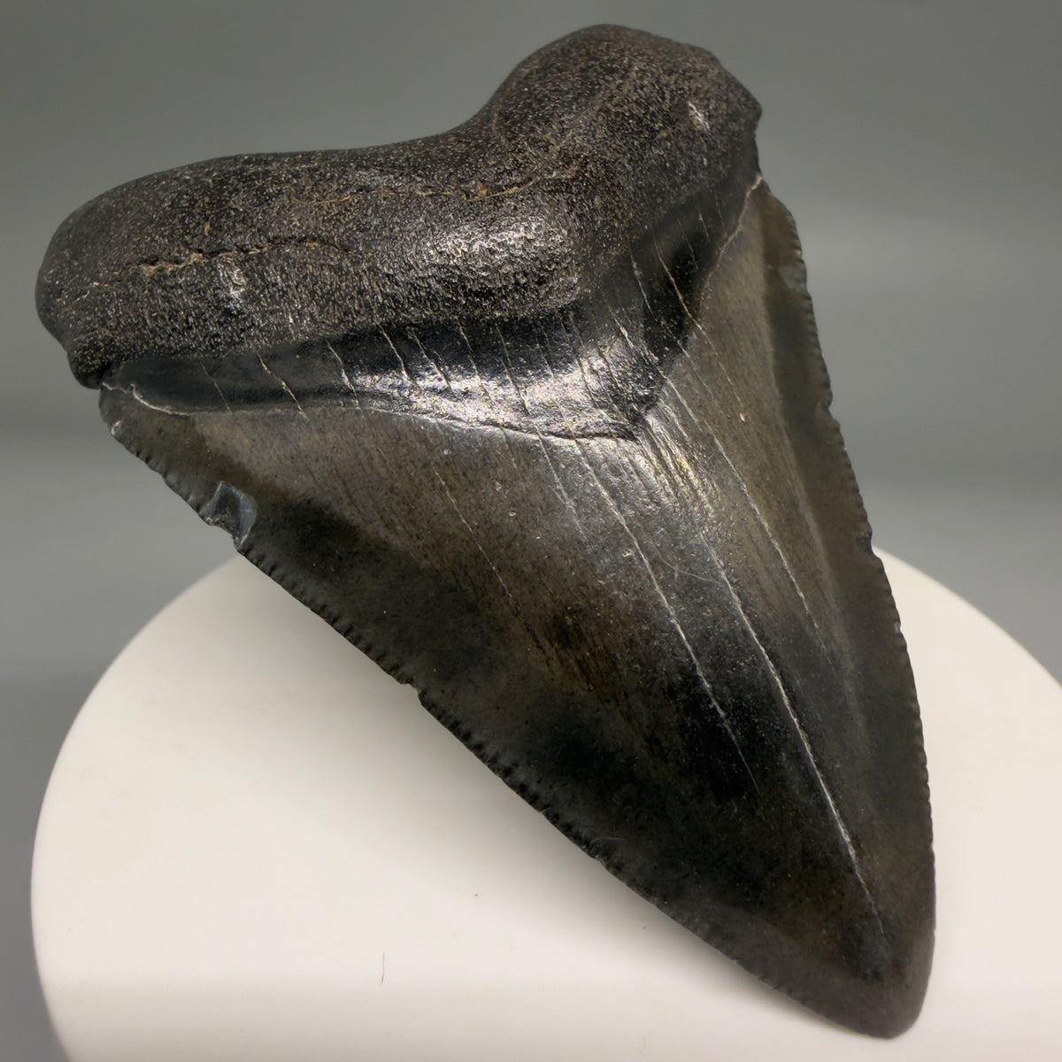 Front Left View Dark colors 2.74" Colorful Fossil Megalodon Tooth – South Carolina River Find | Authentic megalodonteeth.com CM6698