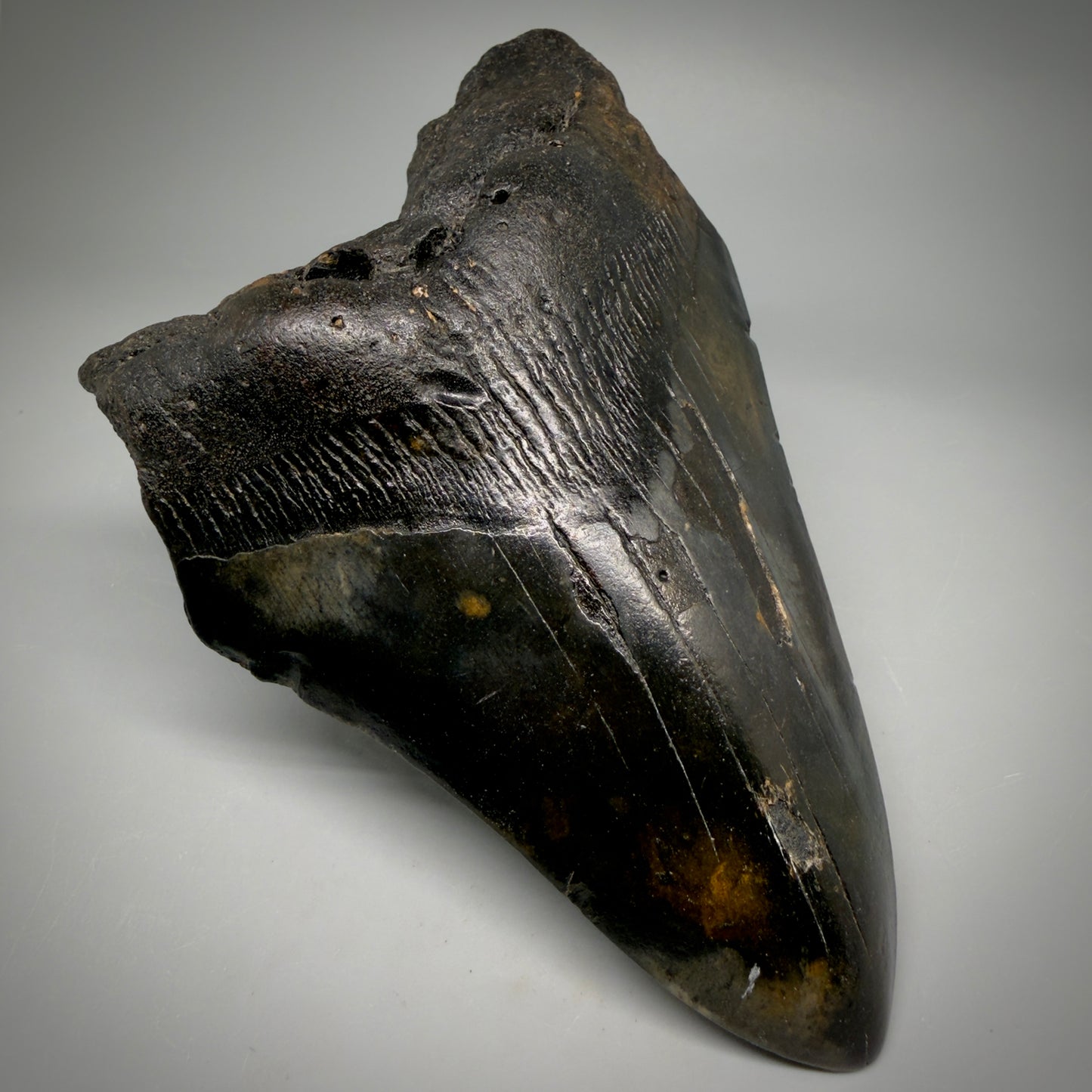 Front Left View Dark colors 5.79" Authentic Megalodon Tooth – North Carolina Fossil | Carcharocles megalodon megalodonteeth.com CM6612