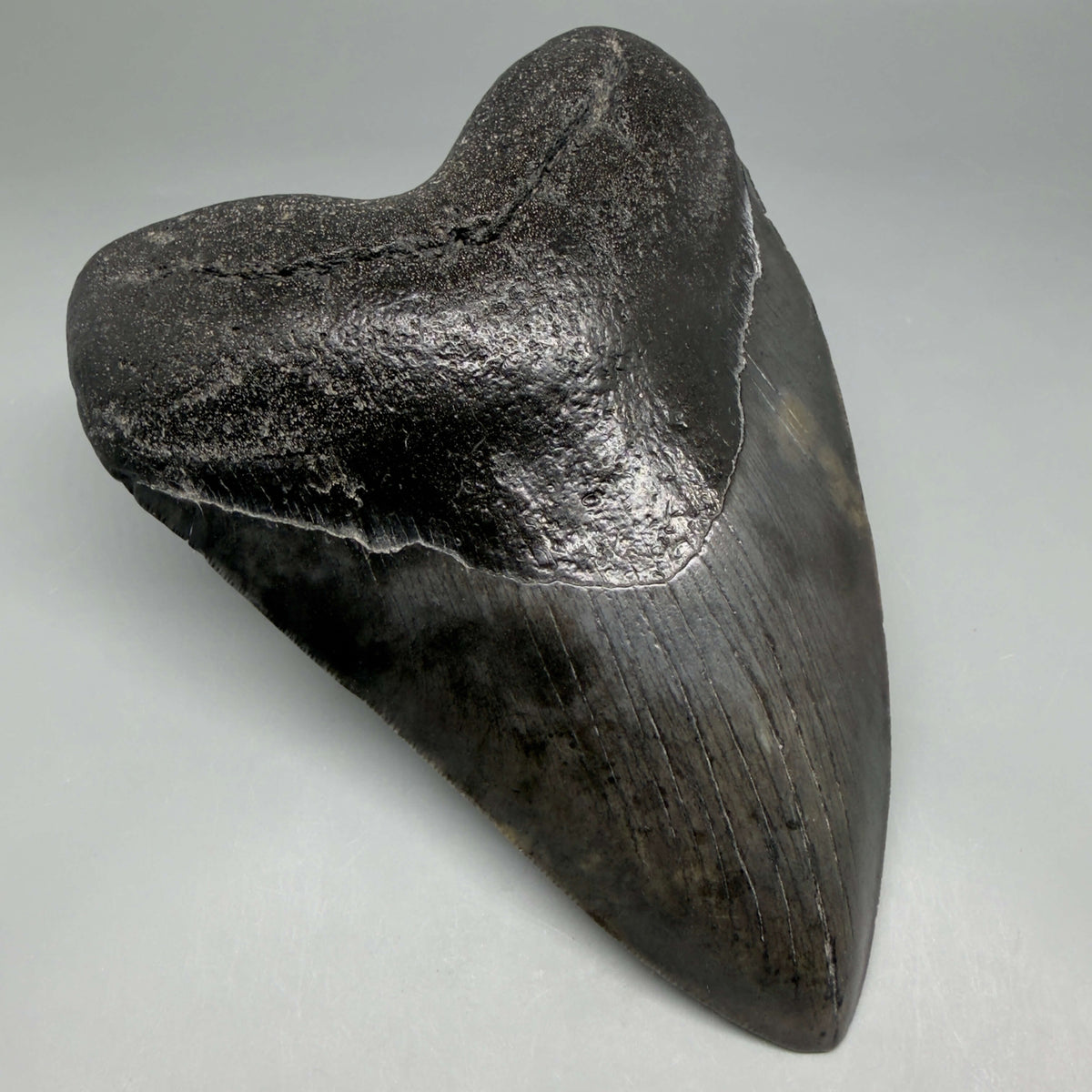 Front Left View Dark colors, heart-shaped 5.78" Fossil Megalodon Shark Tooth - Georgia megalodonteeth.com  CM6709
