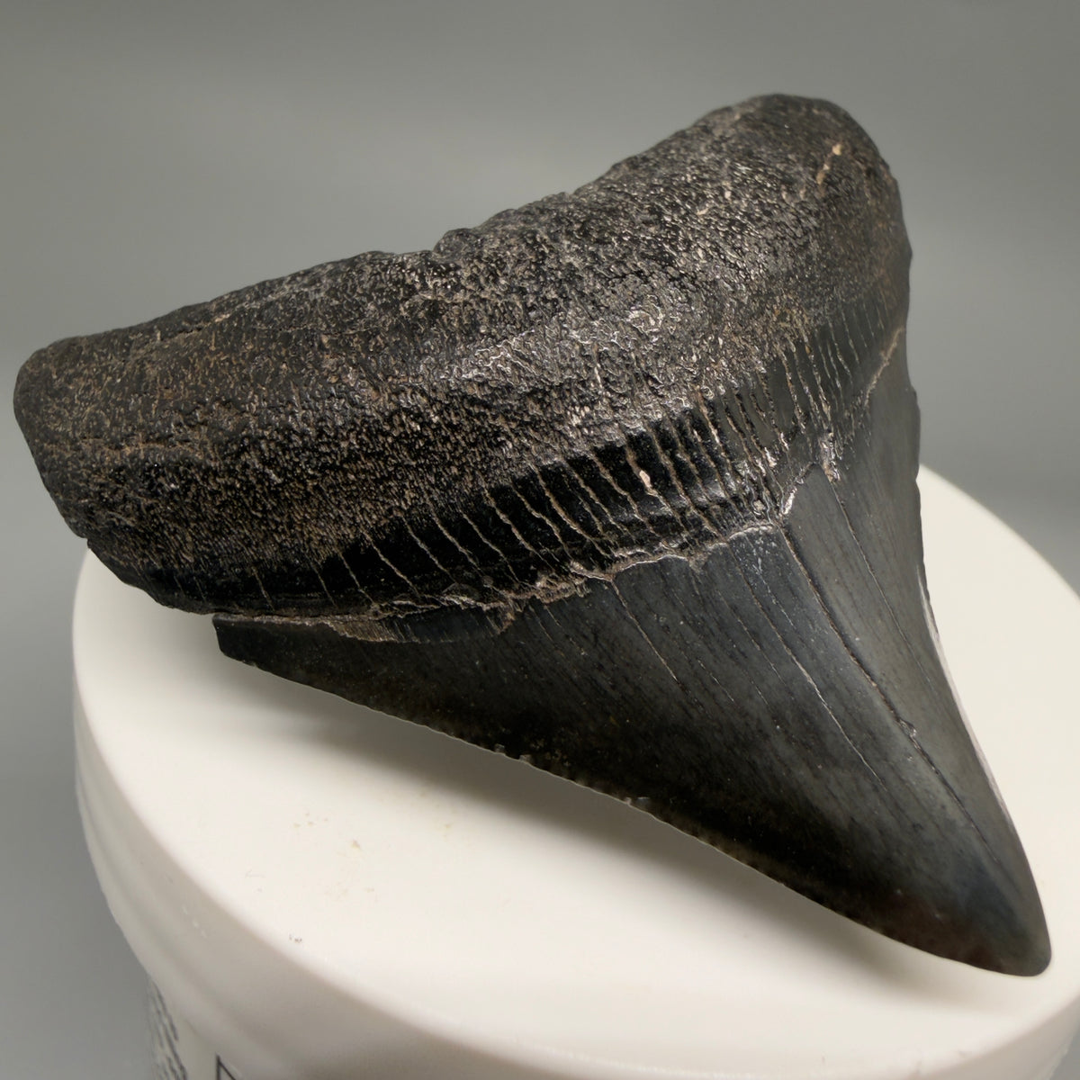 Front Left View Dark colors, lateral 2.21" Colorful Fossil Megalodon Tooth – South Carolina River Find | Authentic megalodonteeth.com CM6689