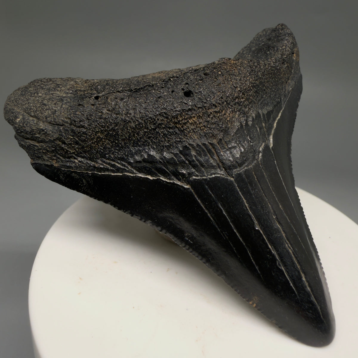 Front Left View Dark colors, serrations 2.72" Megalodon Tooth from South Carolina megalodonteeth.com CM6740