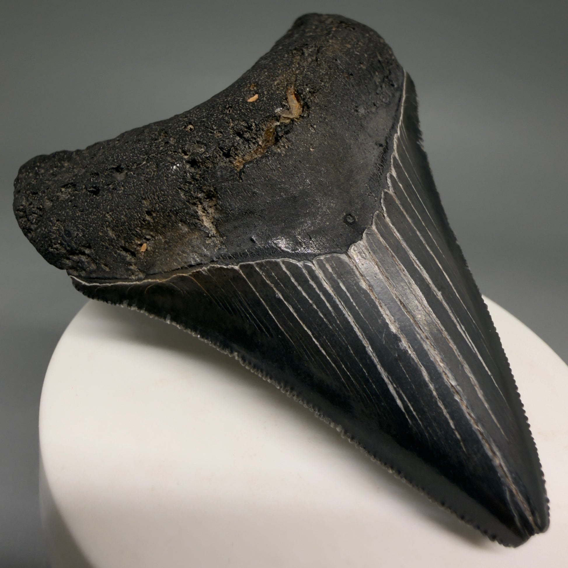 Front Left View Dark colors, serrations 2.97" Megalodon Tooth from South Carolina megalodonteeth.com CM6556