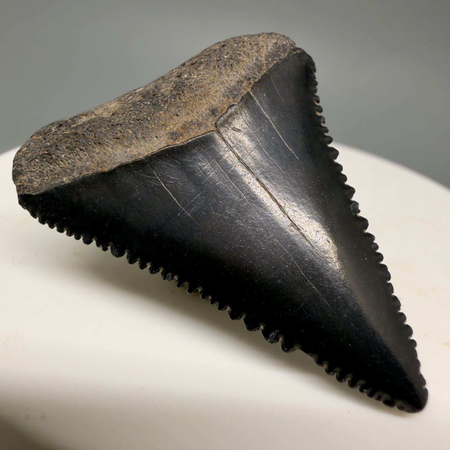 Front Left View Dark colors, sharply serrated 1.45" Fossil Great White Shark Tooth - South Carolina GW1363