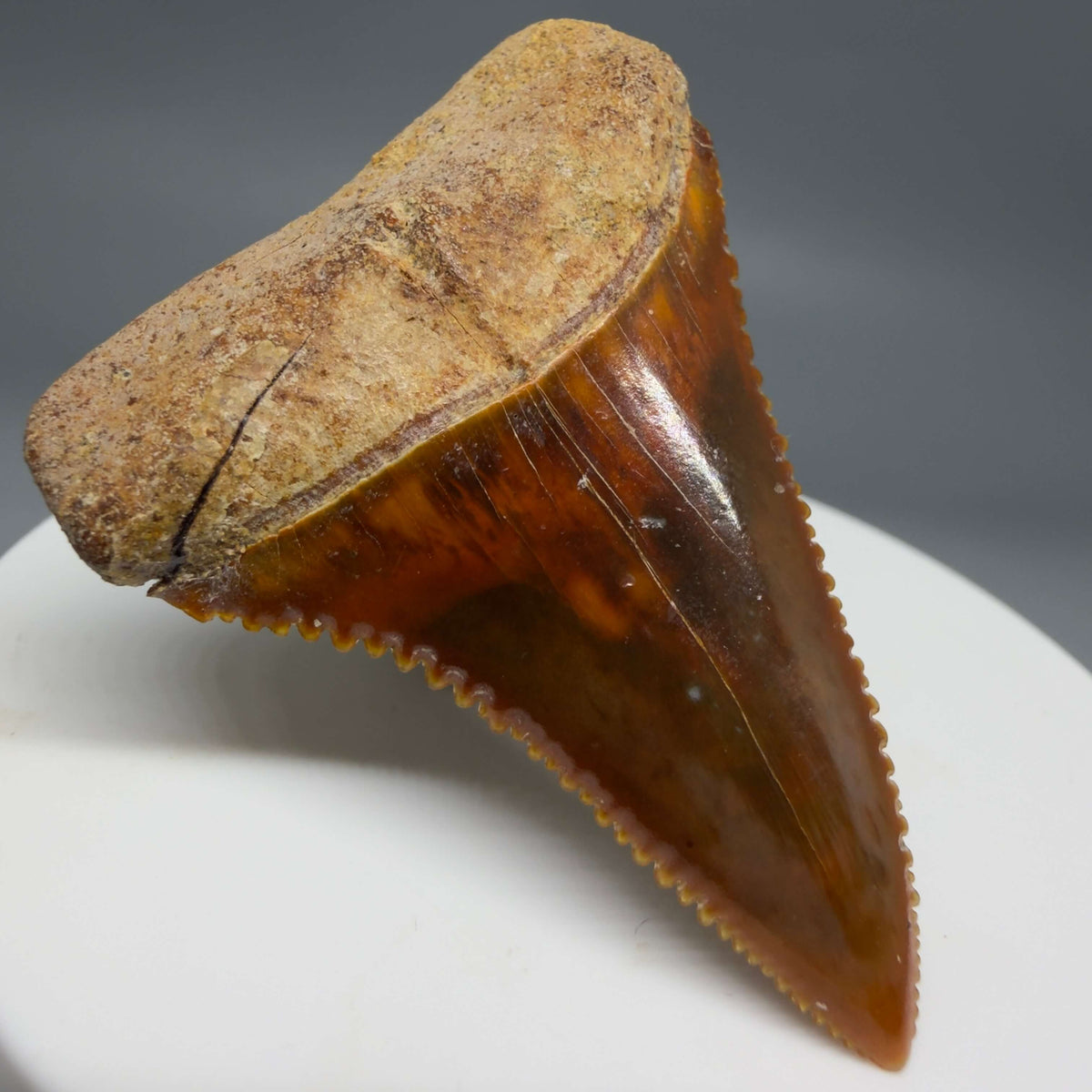 Front Left View Exquisite Red, serrated 1.96" long Fossil Great White Tooth from the deserts of Peru megalodonteeth.com GW1377