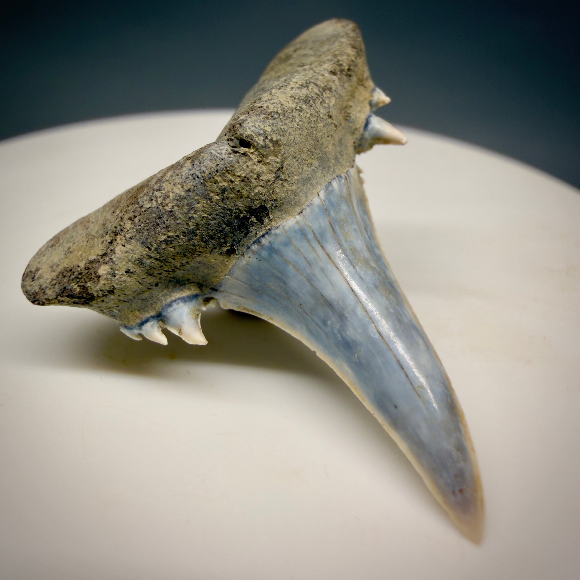 Front Left View Exquisite blue, triple cusped  1.30" Fossil Extinct Sand Tiger Shark tooth from Russia megalodonteeth.com R655