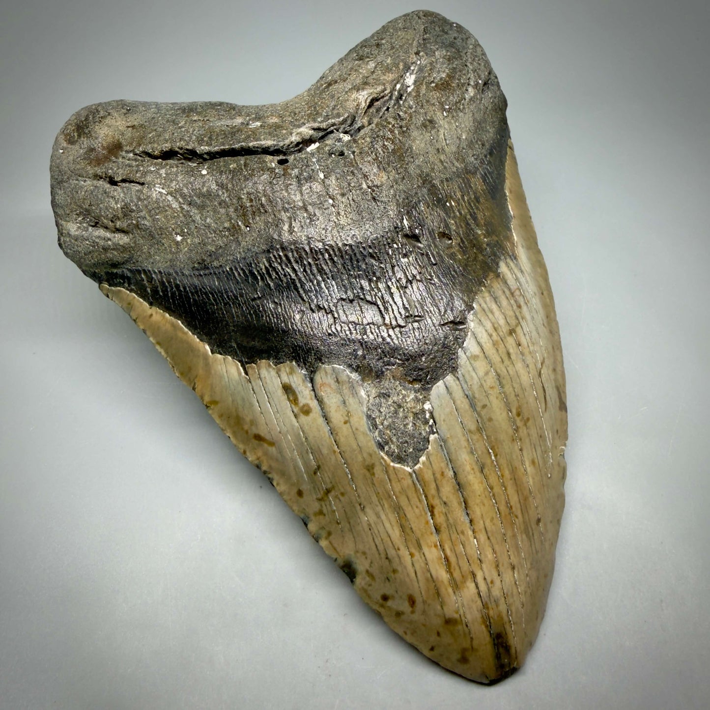 Front Left View Extra Large Monster 6.55" Authentic Megalodon Tooth – Fossil from North Carolina CM6451