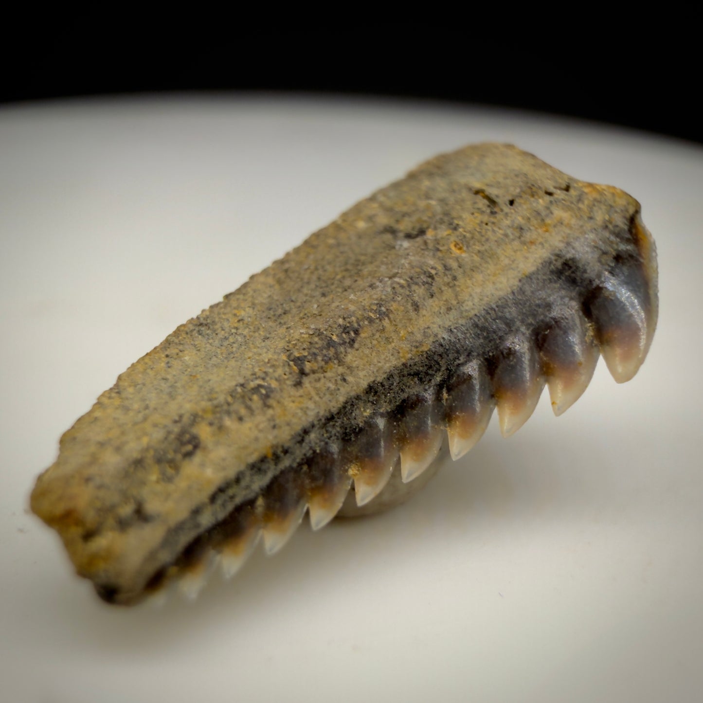 Front Left View Gorgeous 0.56" wide Fossil Hexanchus agassizi - Sixgill Cow Shark tooth from Harleyville, SC megalodonteeth.com R650 